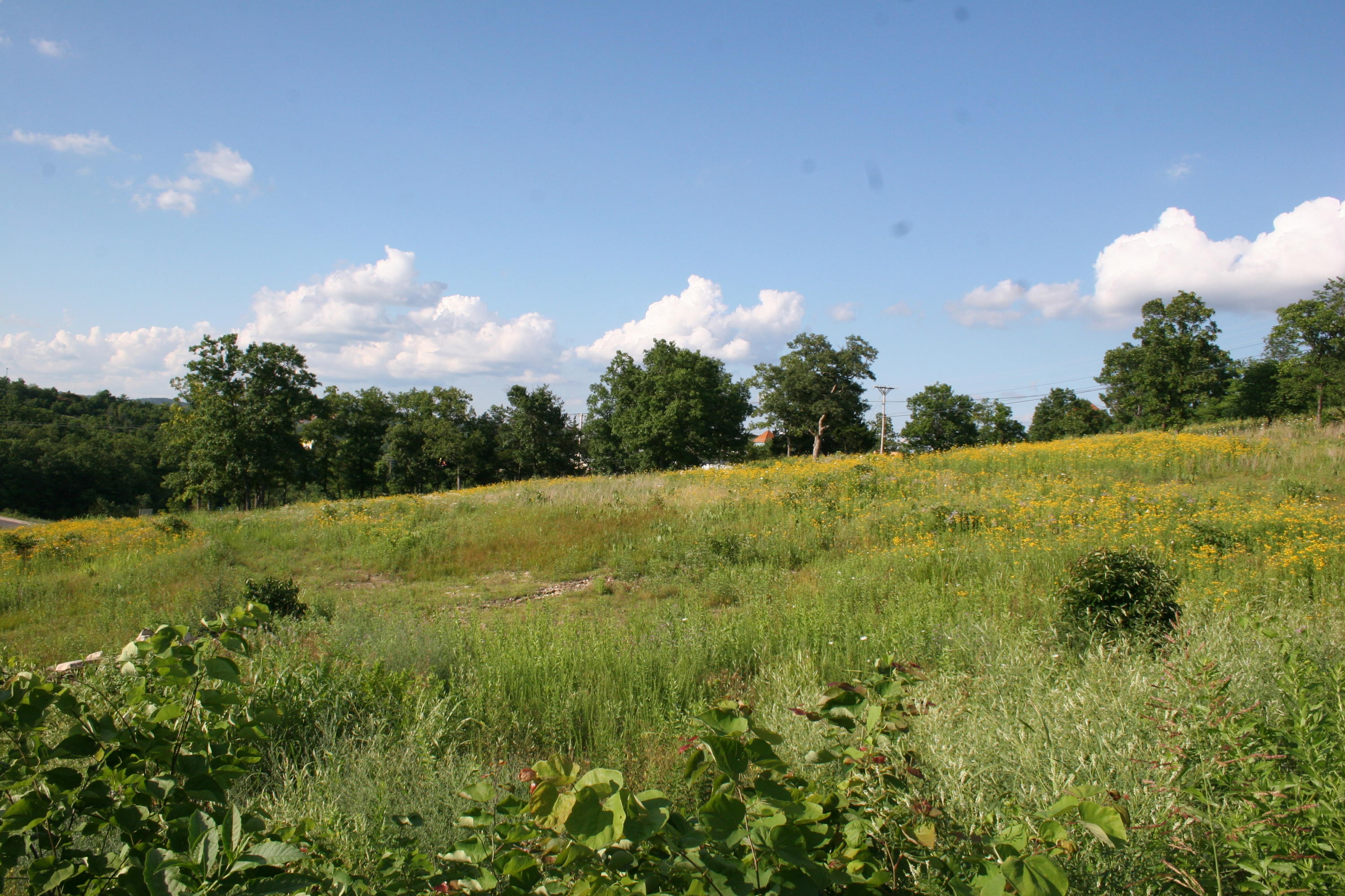Photo 4 - Land for sale – Lot 6  Wildwood Drive  Branson, MO