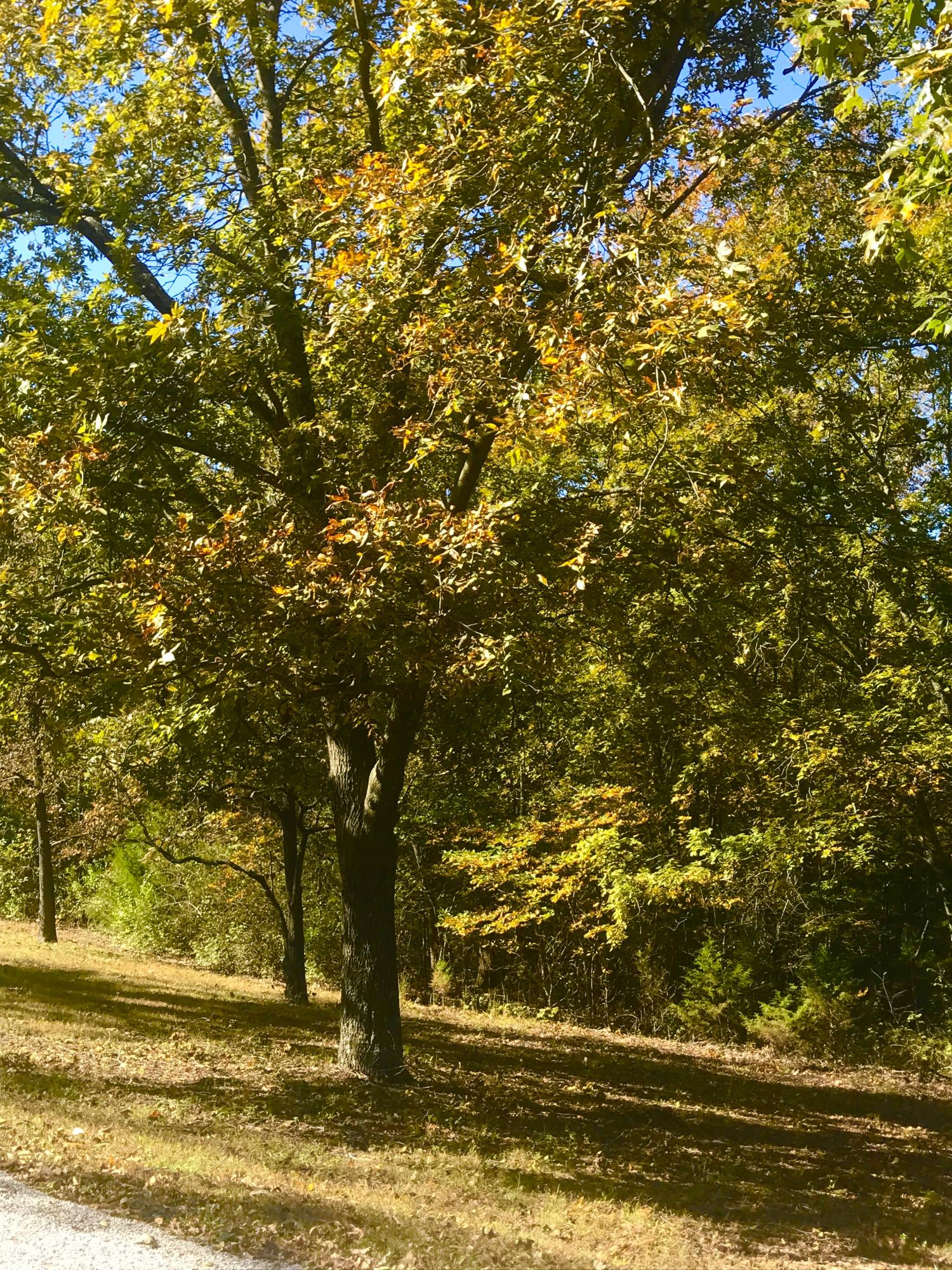 Photo 4 - Land for sale – Tbd  Ance Acres Lane   Reeds Spring, MO