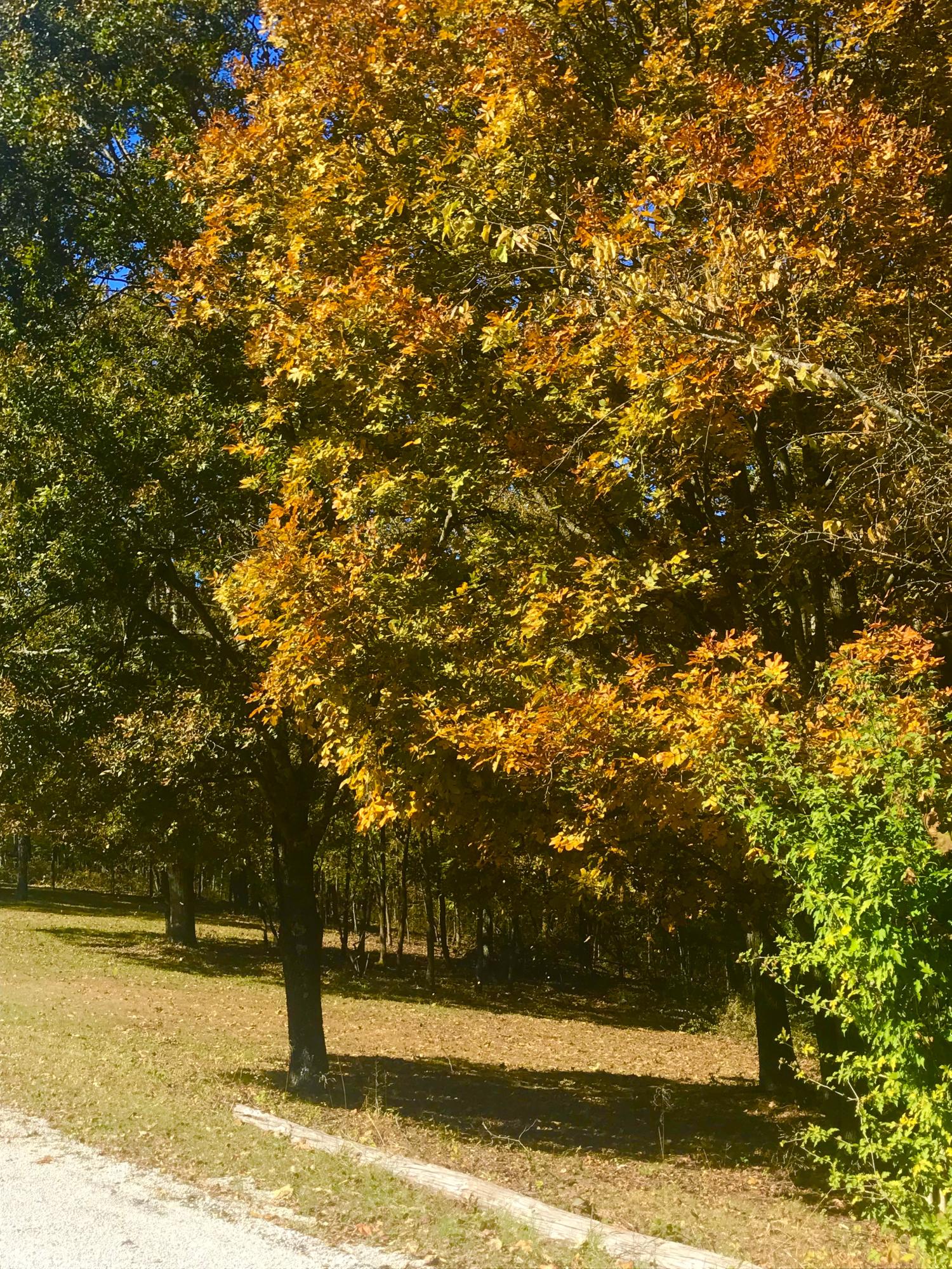 Photo 5 - Land for sale – Tbd  Ance Acres Lane   Reeds Spring, MO