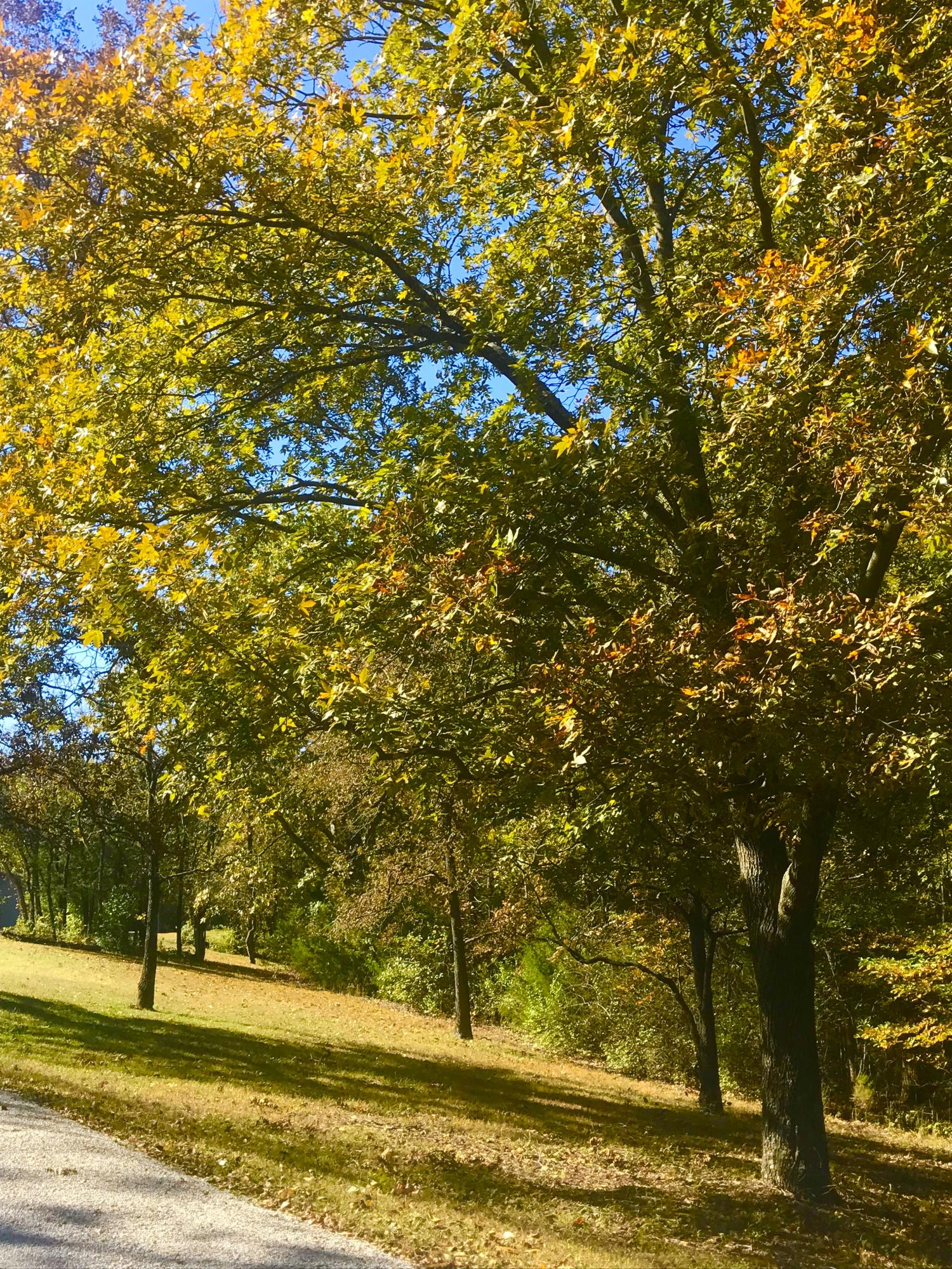 Photo 3 - Land for sale – Tbd  Ance Acres Lane   Reeds Spring, MO