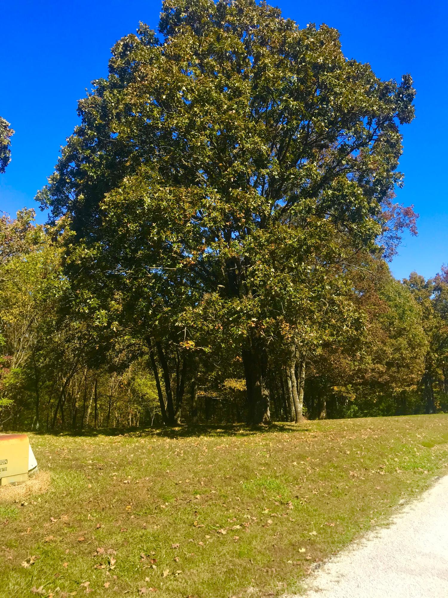 Photo 6 - Land for sale – Tbd  Ance Acres Lane   Reeds Spring, MO