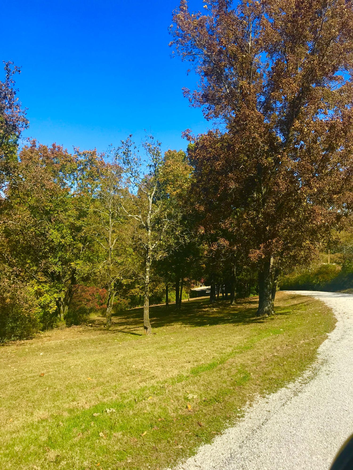 Photo 7 - Land for sale – Tbd  Ance Acres Lane   Reeds Spring, MO