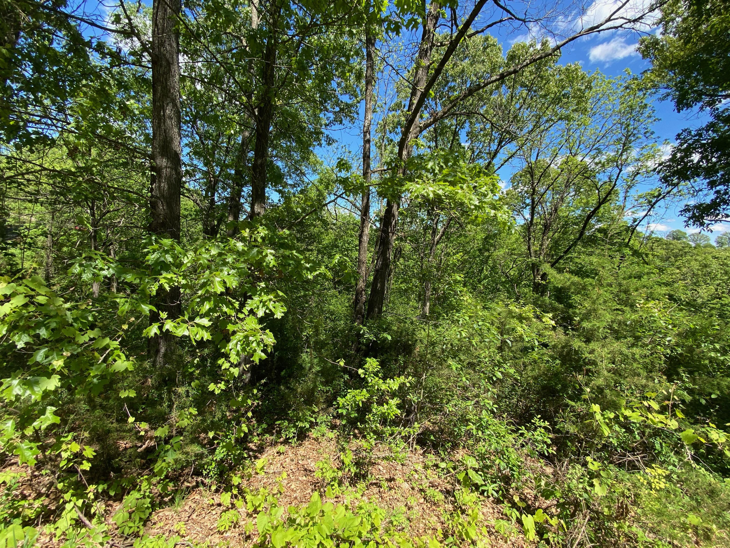 Photo 2 - Land for sale – 0  Mule Barn Drive  Cape Fair, MO