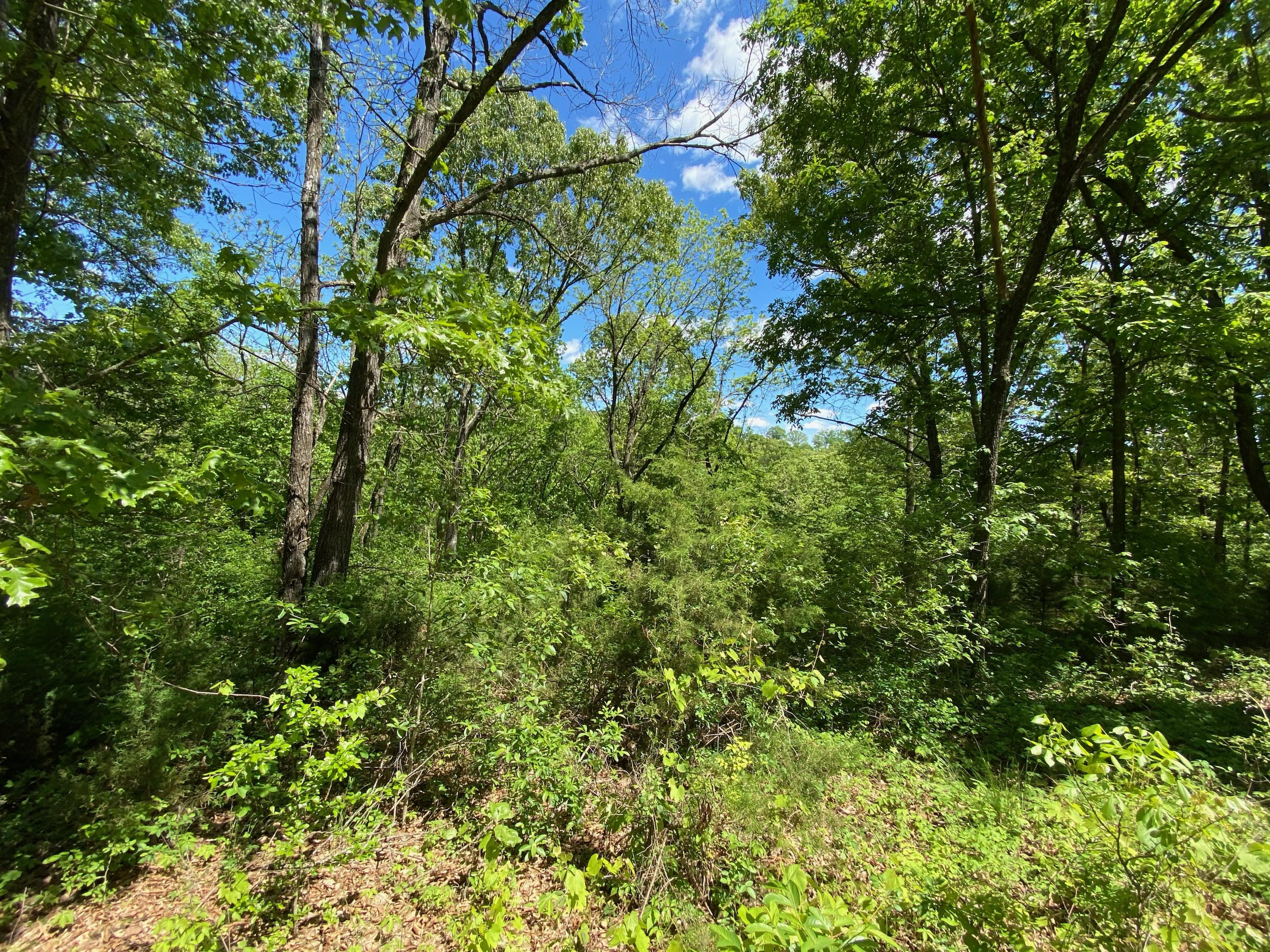 Photo 3 - Land for sale – 0  Mule Barn Drive  Cape Fair, MO