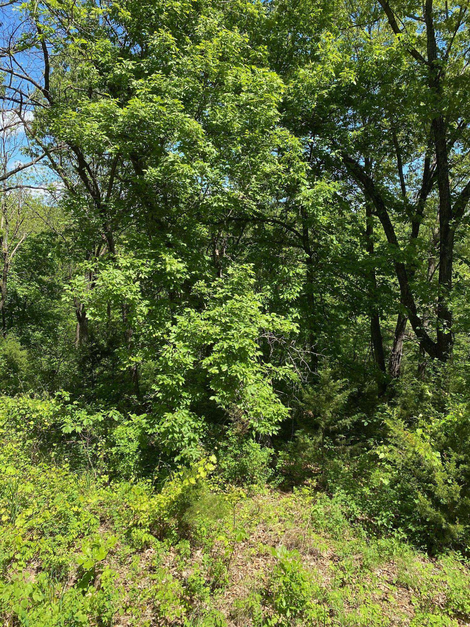 Photo 5 - Land for sale – 0  Mule Barn Drive  Cape Fair, MO