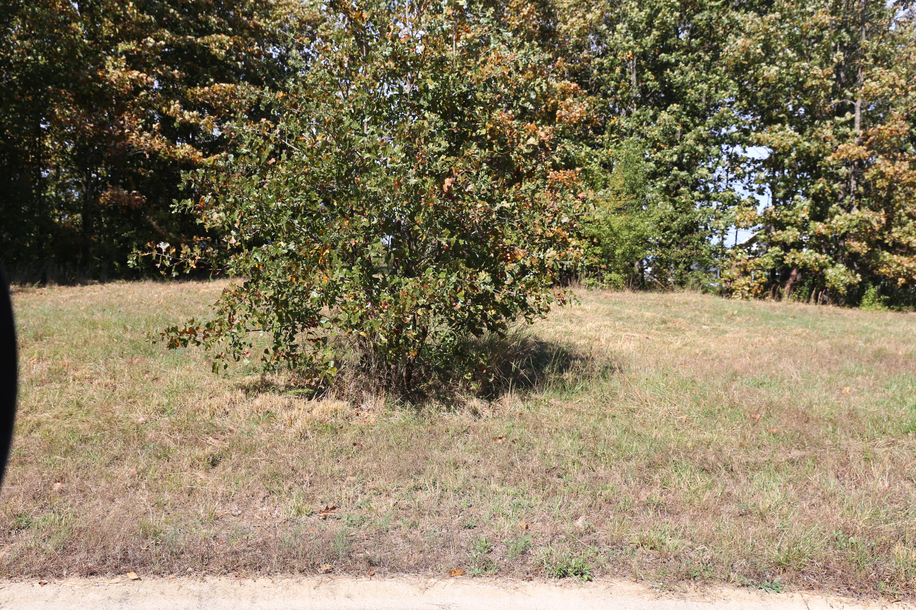 Photo 3 - Land for sale – 000  Wild Turkey Drive  West Plains, MO