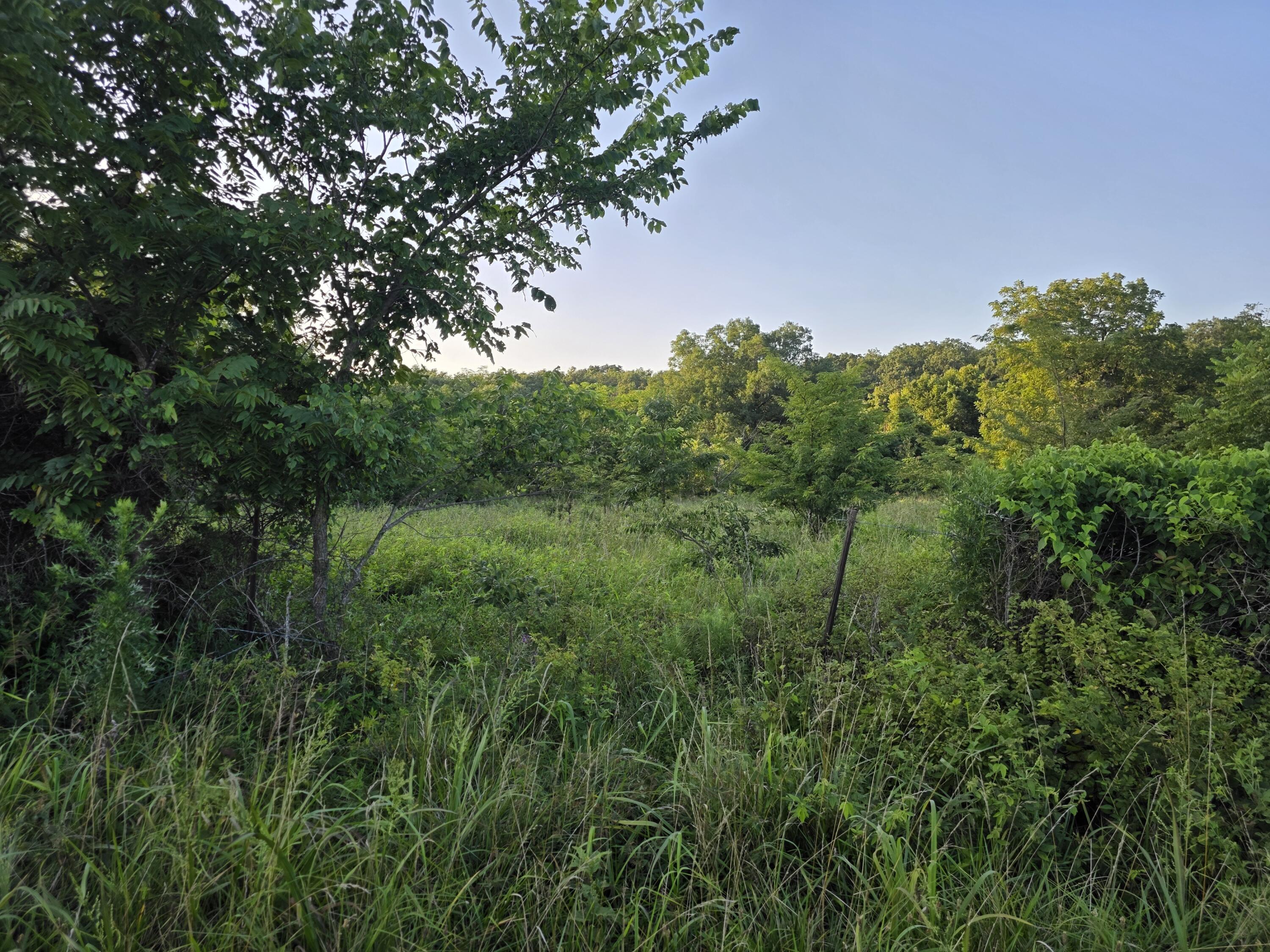 Photo 19 - Land for sale – Tract A  Freedom Road  Marshfield, MO