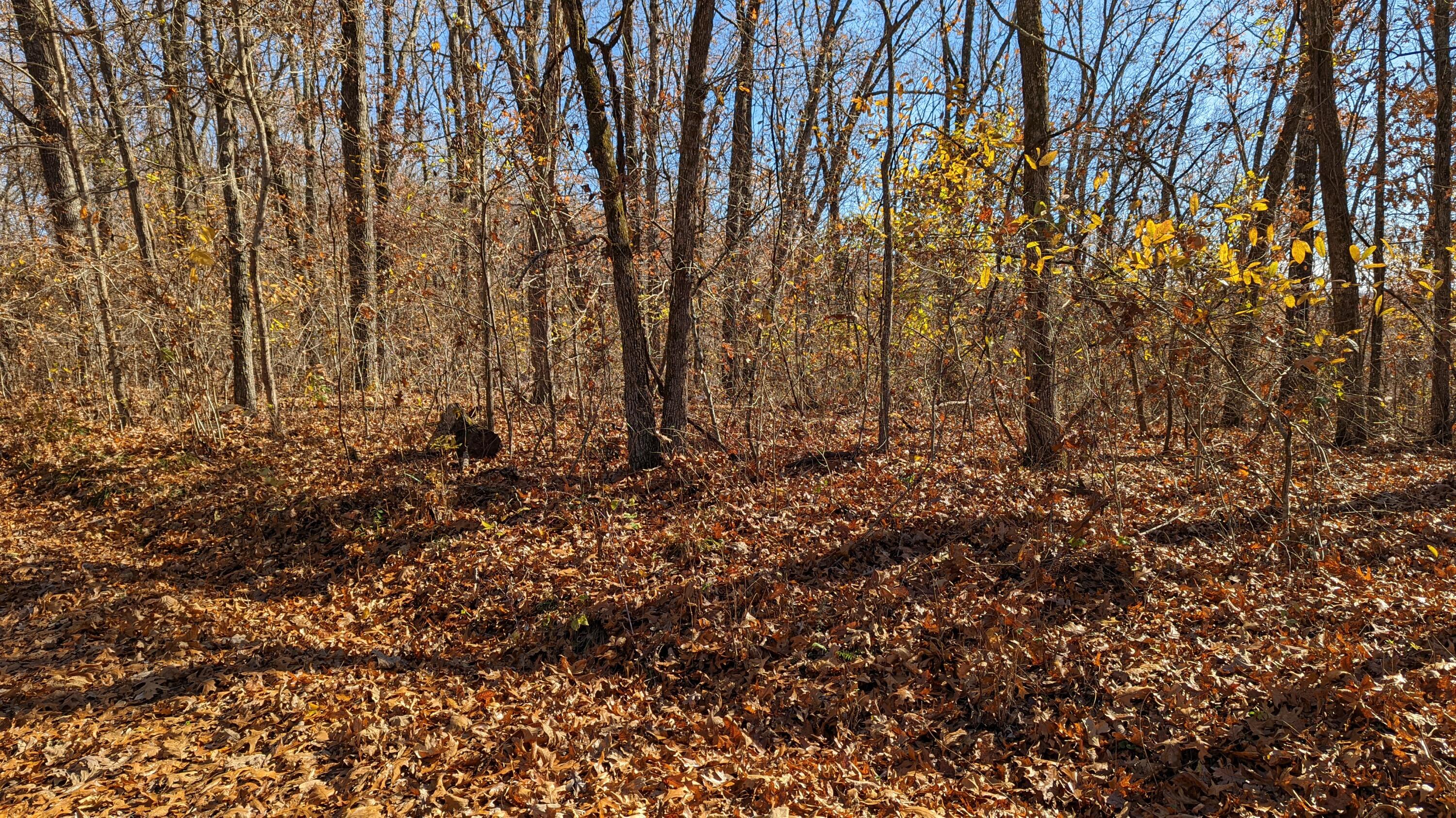 Photo 7 - Land for sale – Tracts 1-3  Dogwood Hills Estates  Cape Fair, MO