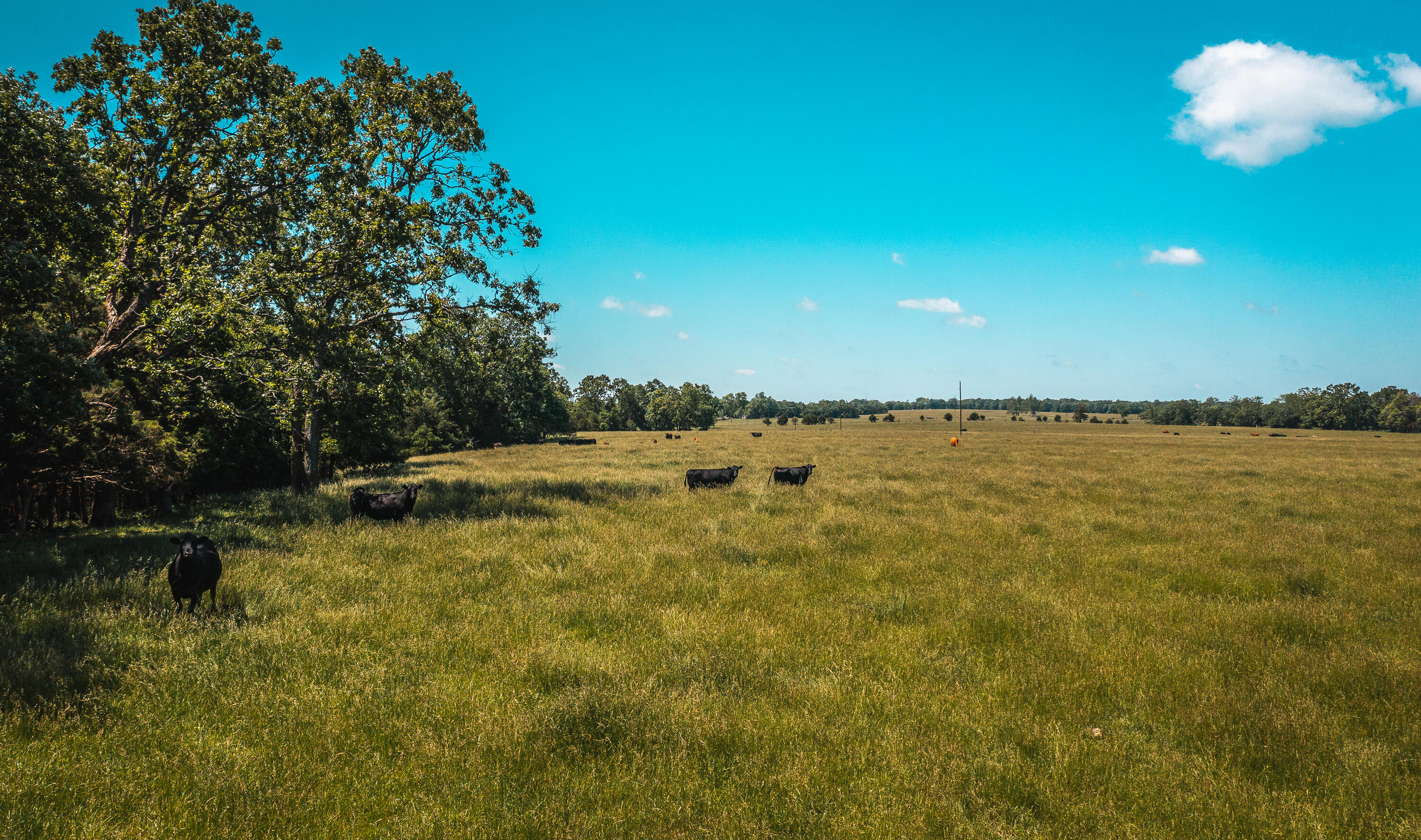 Photo 14 - Land for sale – 000  Farm Road 2265   Golden, MO