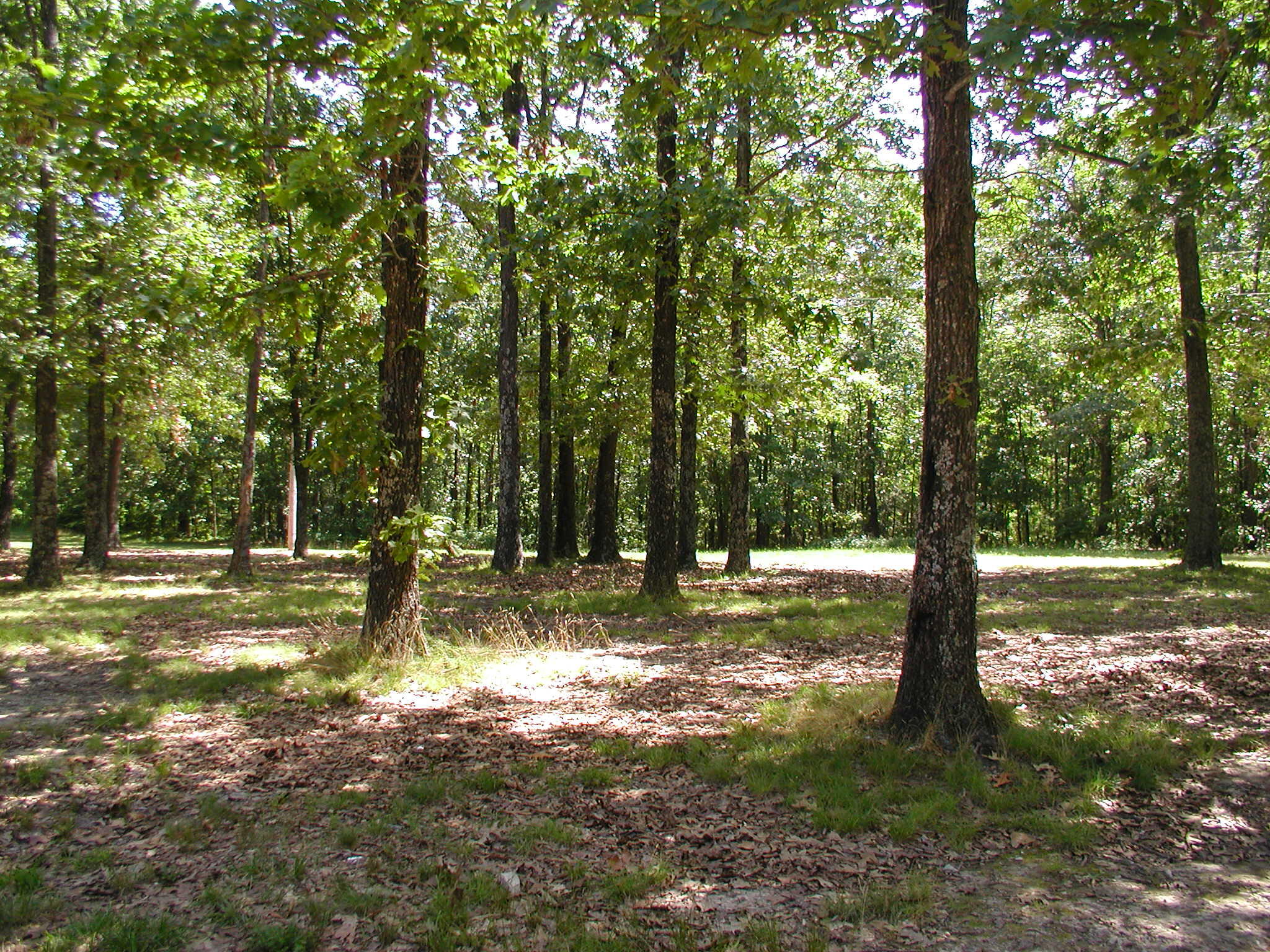 Photo 3 - Land for sale – 000  Us Highway 160   West Plains, MO