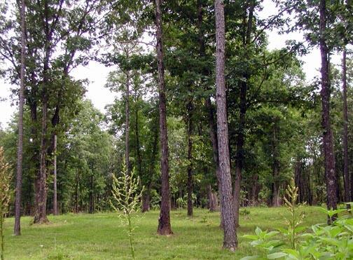 Photo 4 - Commercial Sale for sale – 000  U.S. Highway 160   West Plains, MO