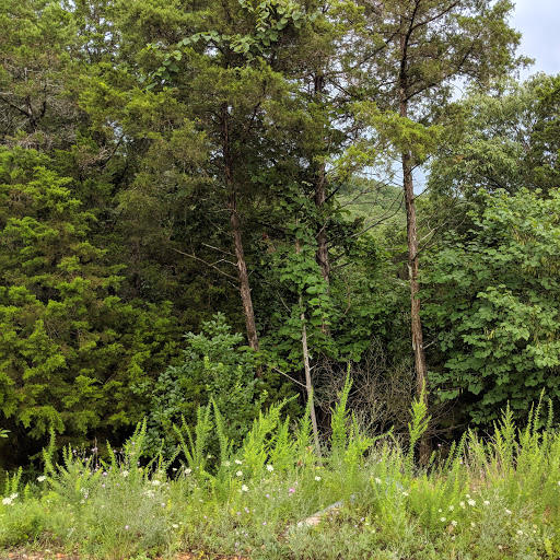 Photo 4 - Land for sale – Lot 203  Silver Sunset Lane   Kimberling City, MO