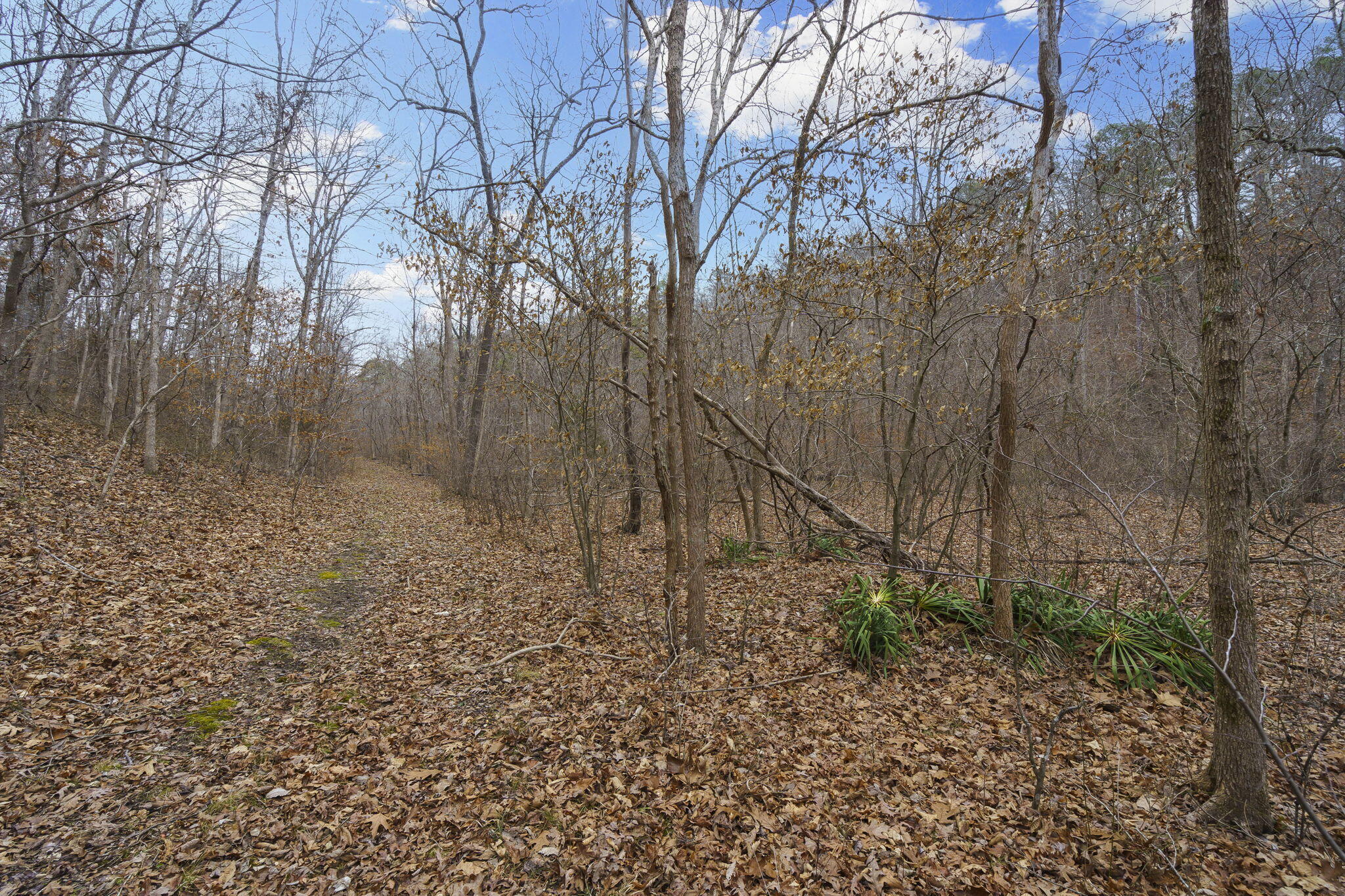 Photo 66 - Commercial Sale for sale – 7064  County Road 14-223 E  Ava, MO