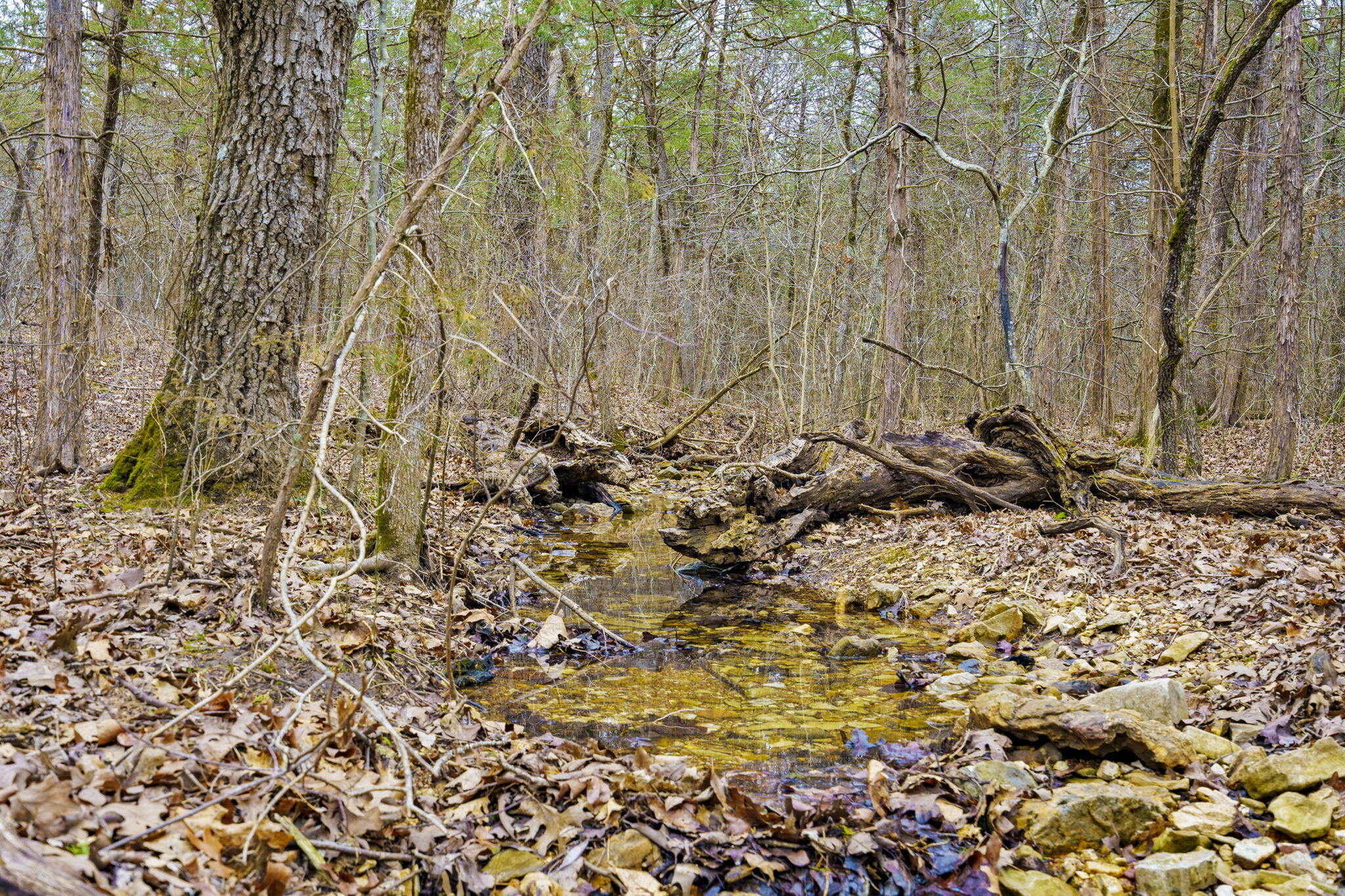 Photo 2 - Land for sale – Tbd  Alyeska Point Road  Lampe, MO