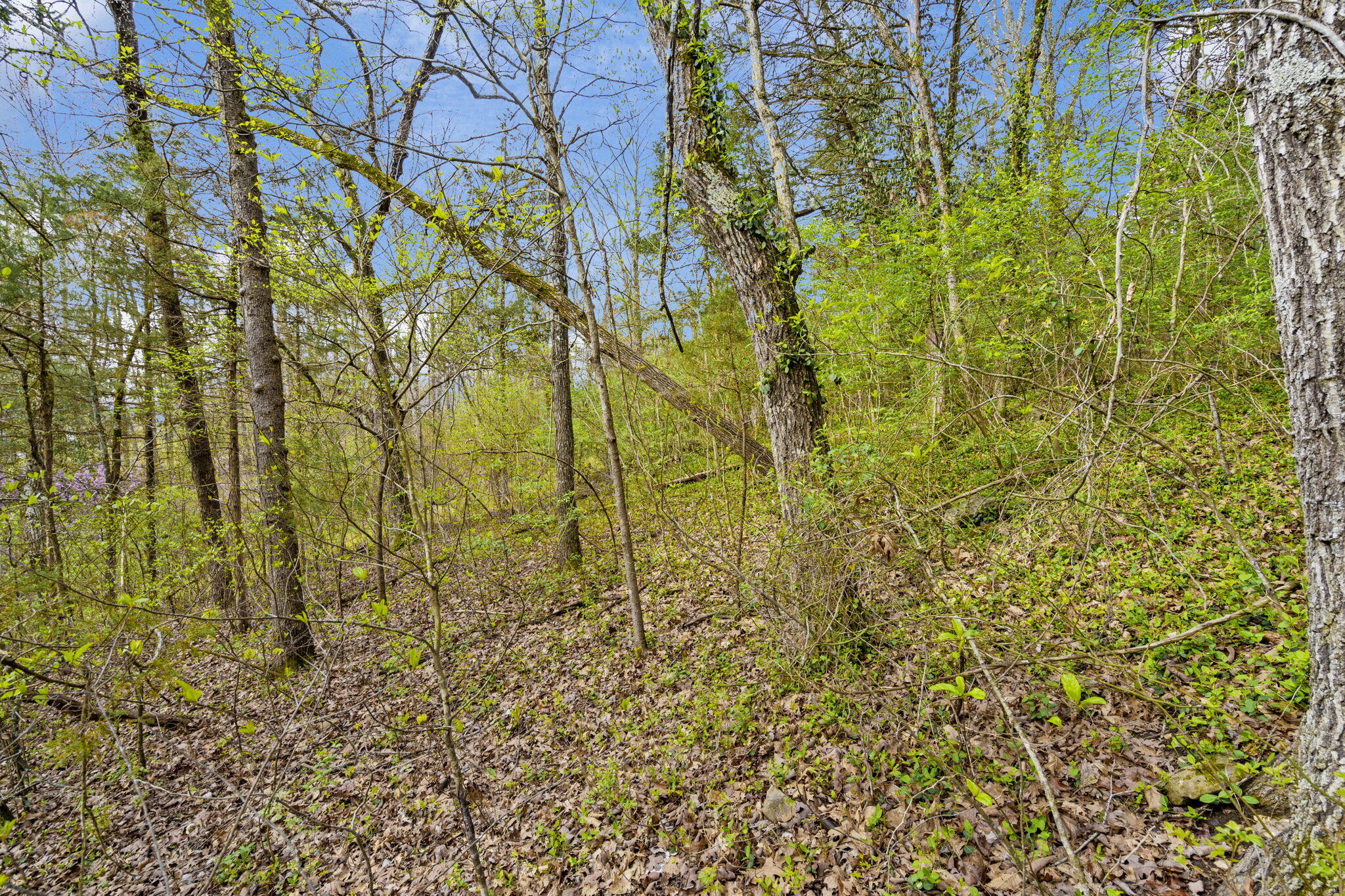 Photo 10 - Land for sale – Lot 52  Richard Road  Rockaway Beach, MO