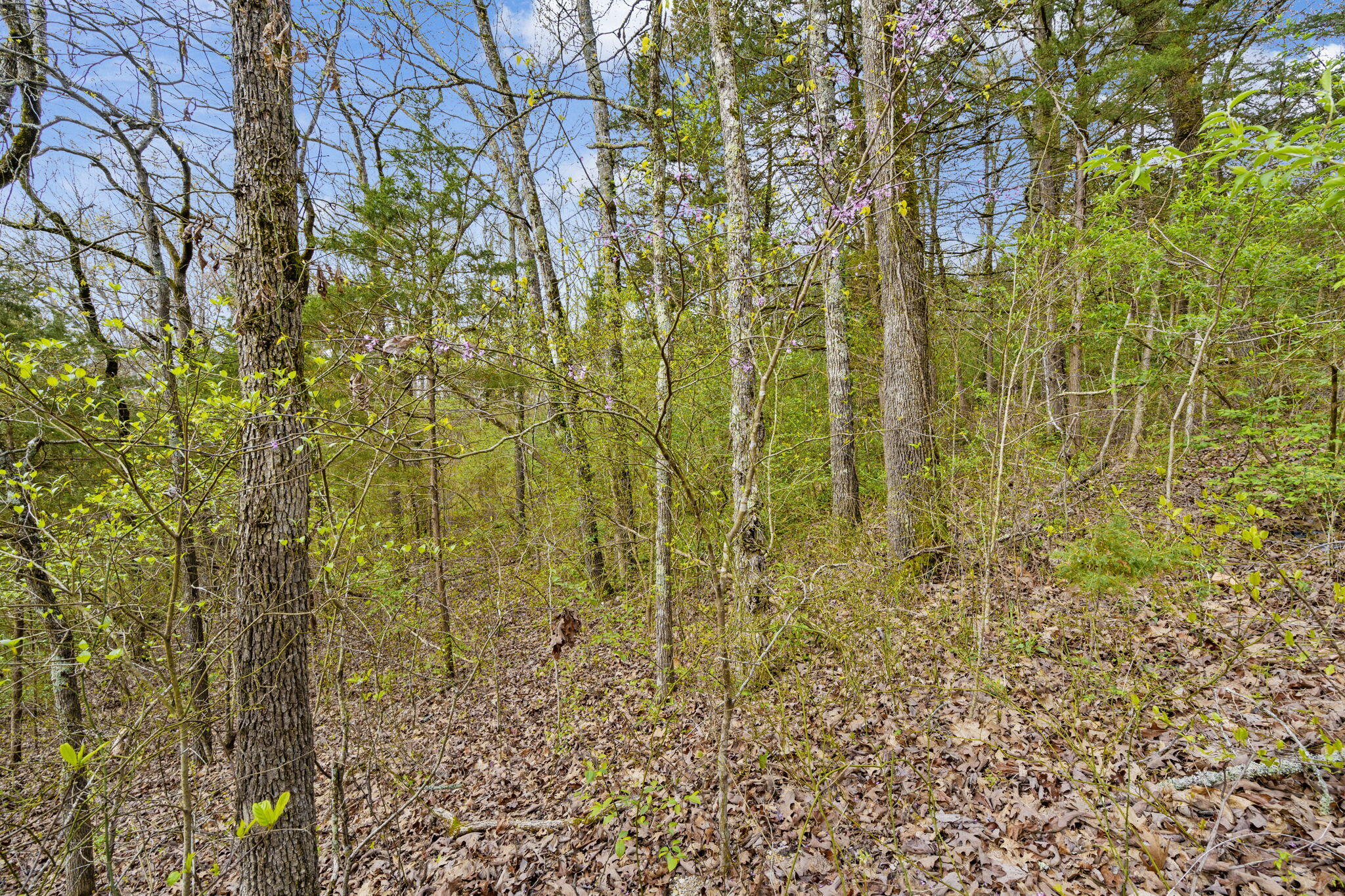 Photo 8 - Land for sale – Lot 52  Richard Road  Rockaway Beach, MO