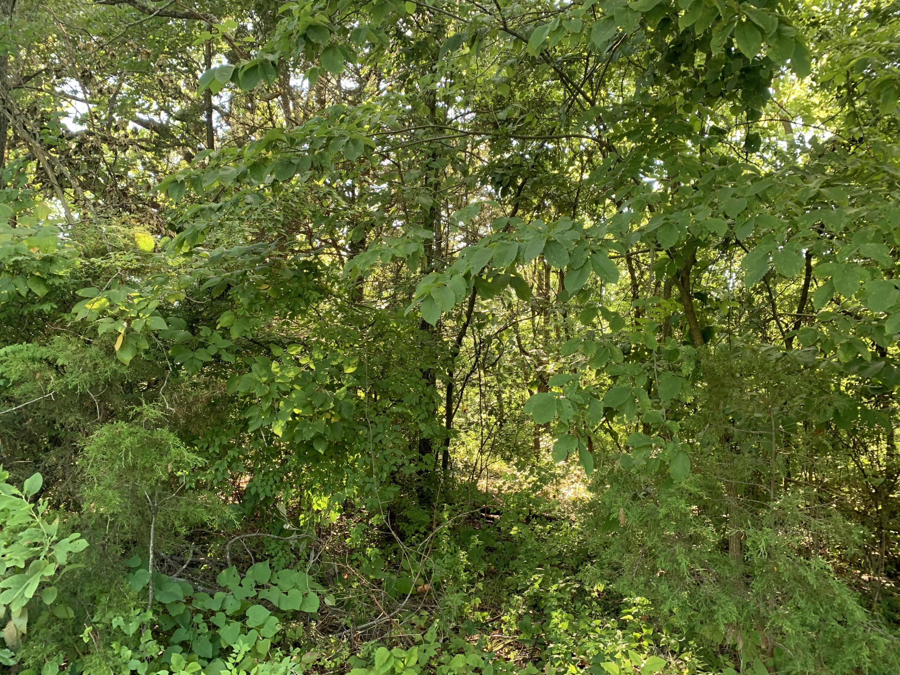 Photo 10 - Land for sale – 000 S Woodcliffe Drive  Springfield, MO