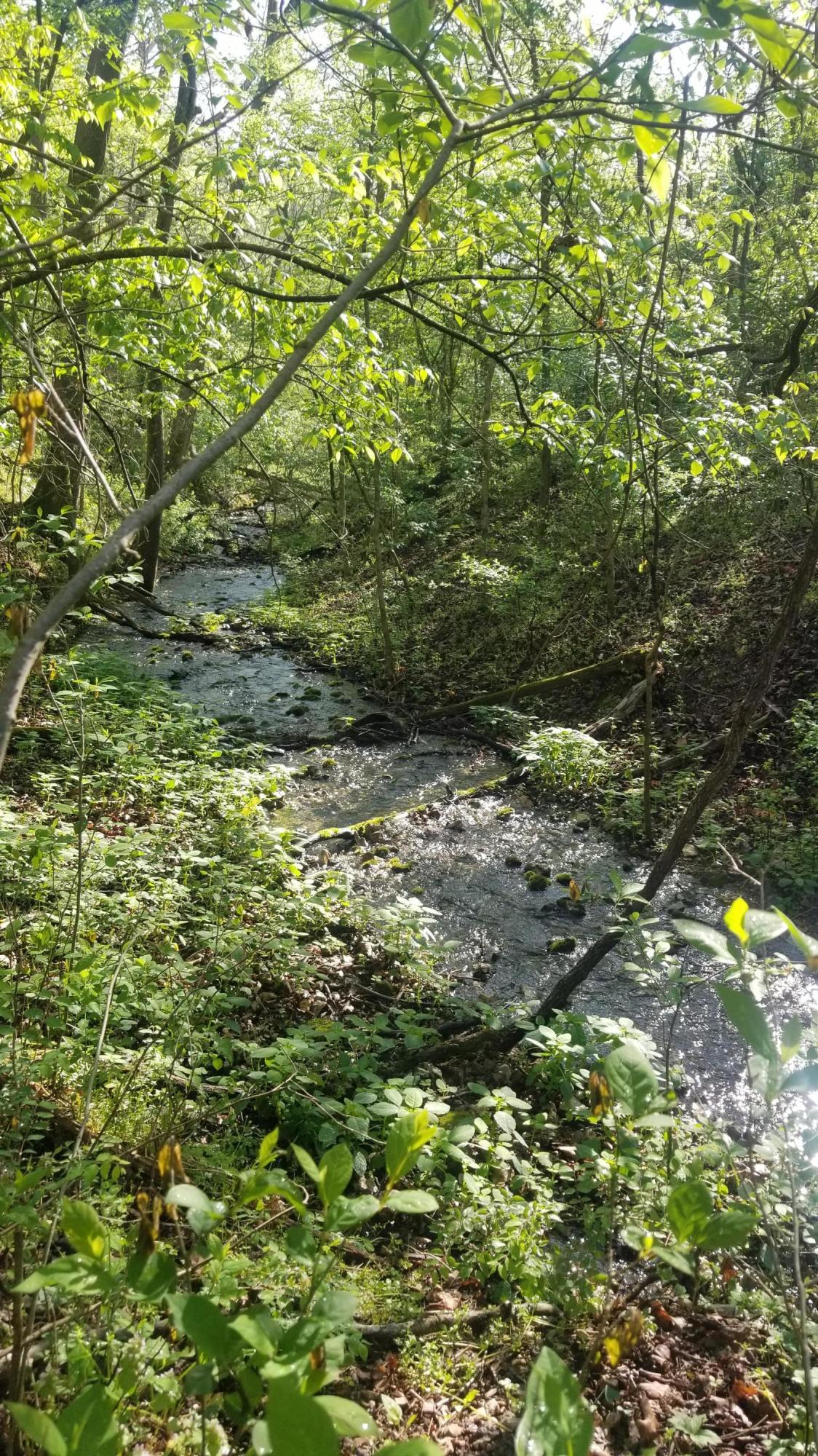 Photo 3 - Land for sale – 000  Rodeo Lane   Crane, MO