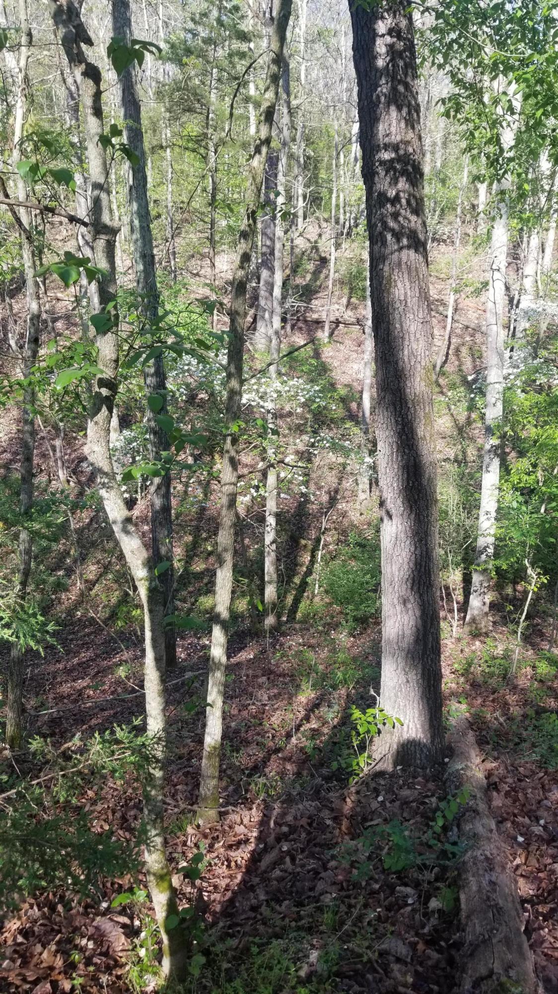 Photo 12 - Land for sale – 000  Rodeo Lane   Crane, MO