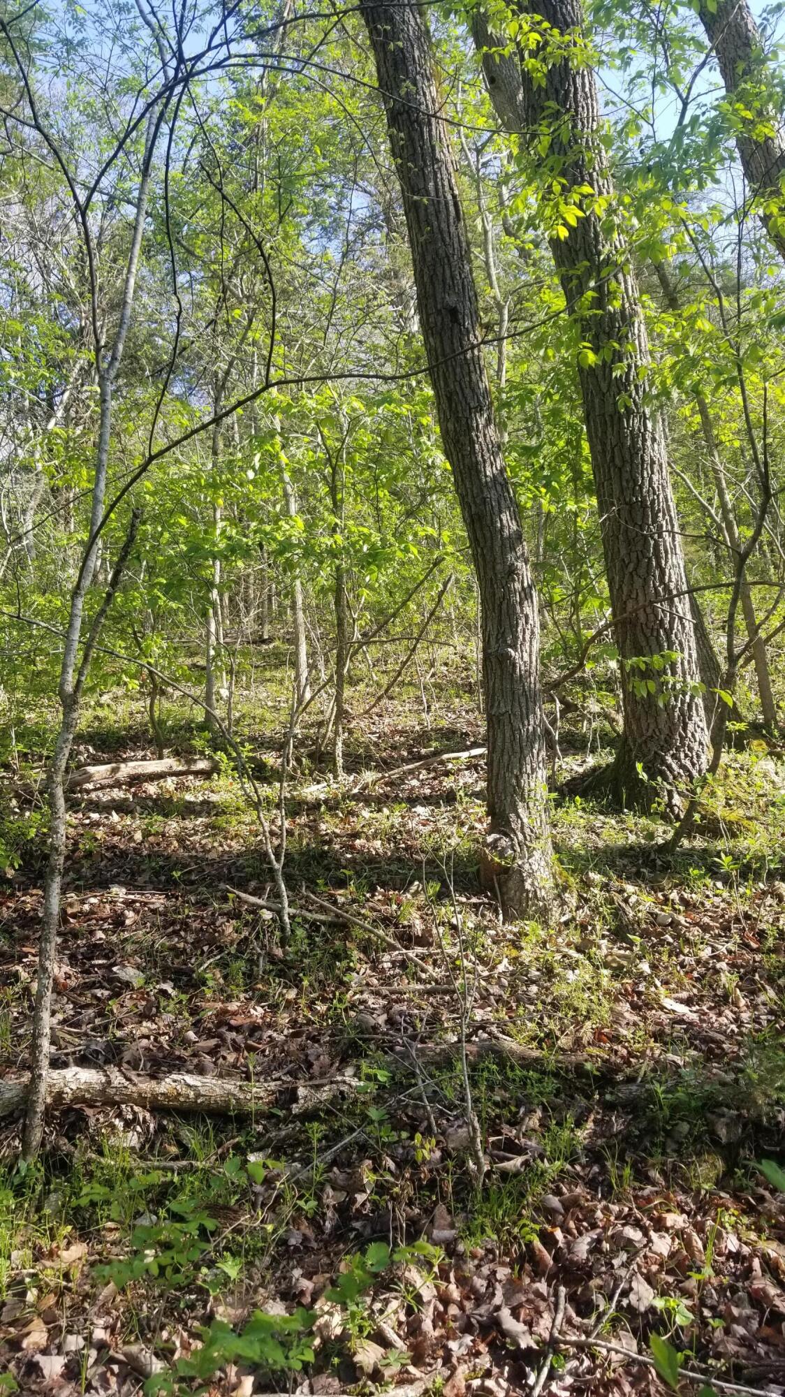 Photo 13 - Land for sale – 000  Rodeo Lane   Crane, MO
