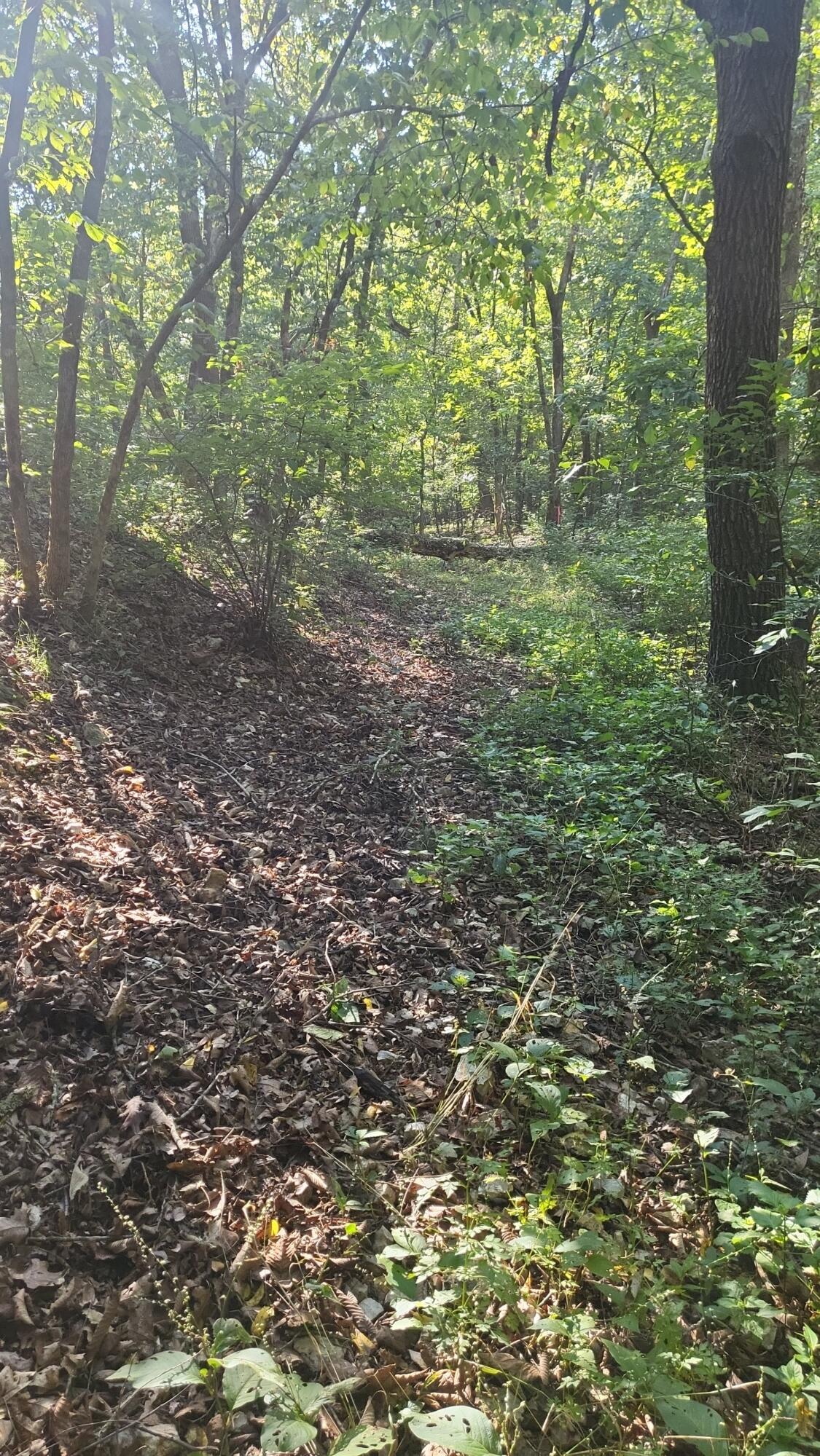 Photo 14 - Land for sale – 000  Rodeo Lane   Crane, MO