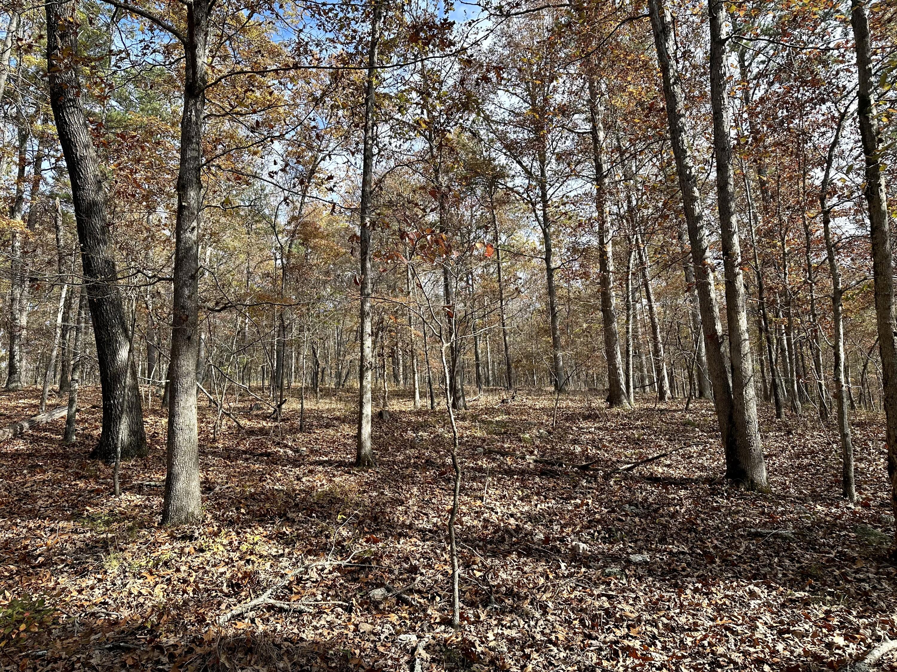Photo 4 - Land for sale – 000  Route Z Highway   Van Buren, MO
