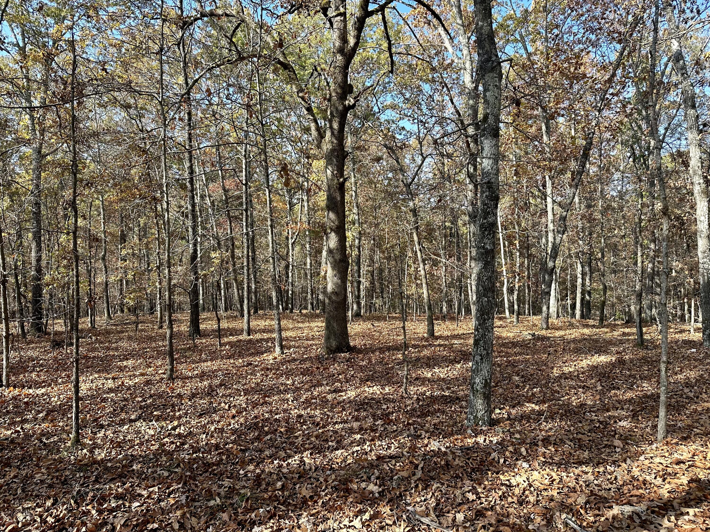 Photo 2 - Land for sale – 000  Route Z Highway   Van Buren, MO