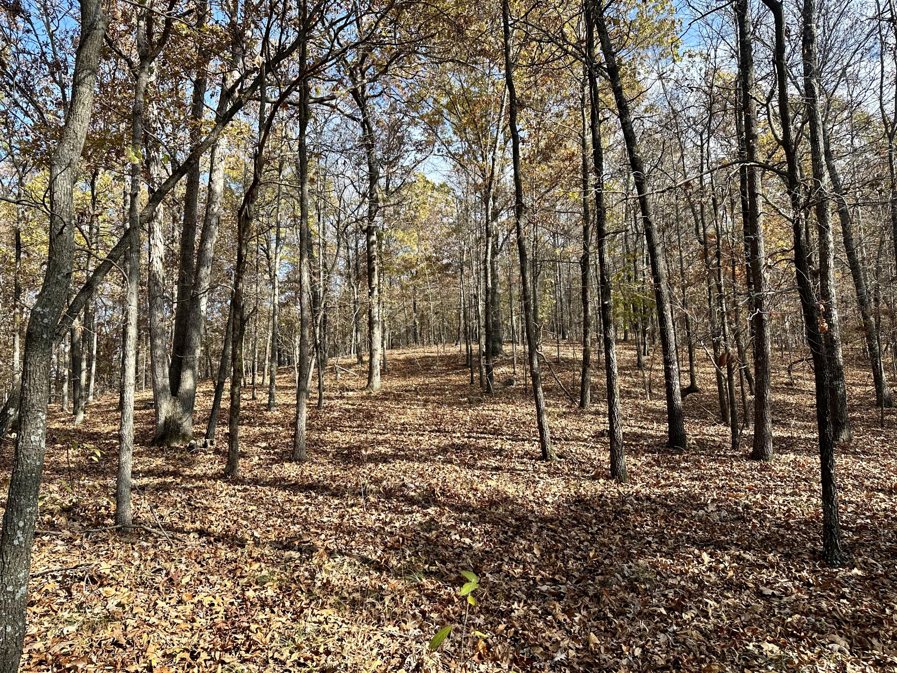 Photo 3 - Land for sale – 000  Route Z Highway   Van Buren, MO