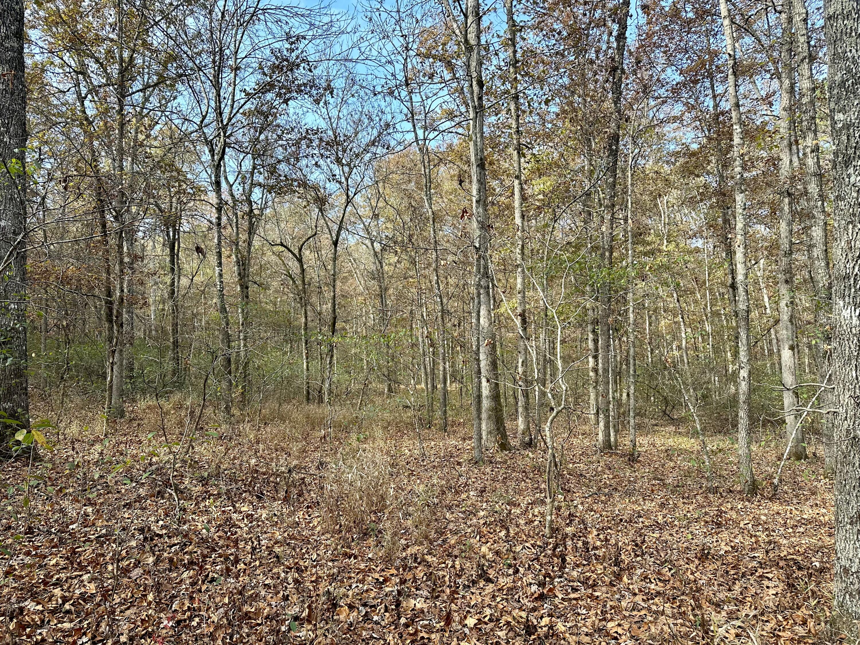 Photo 9 - Land for sale – 000  Route Z Highway   Van Buren, MO