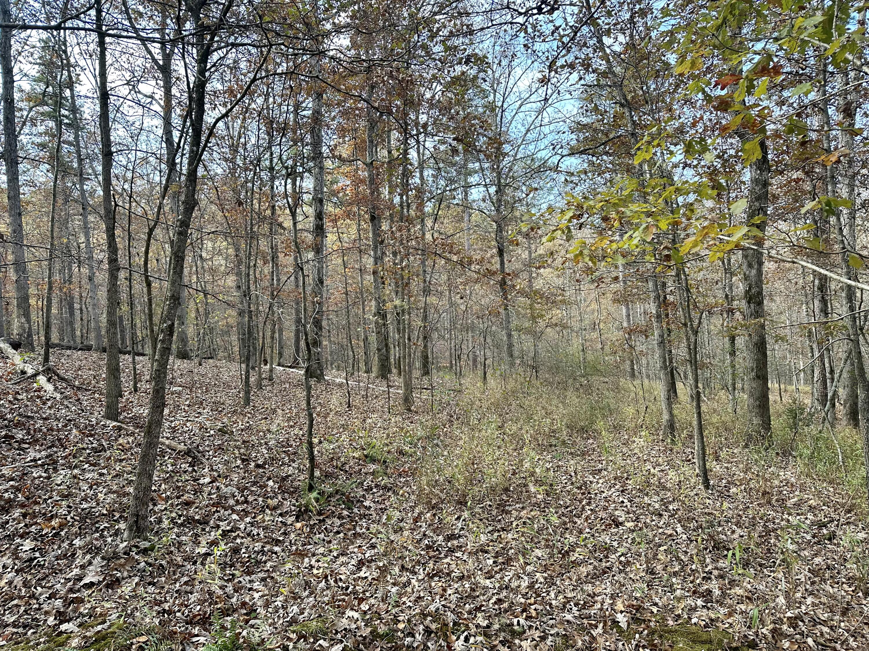 Photo 7 - Land for sale – 000  Route Z Highway   Van Buren, MO
