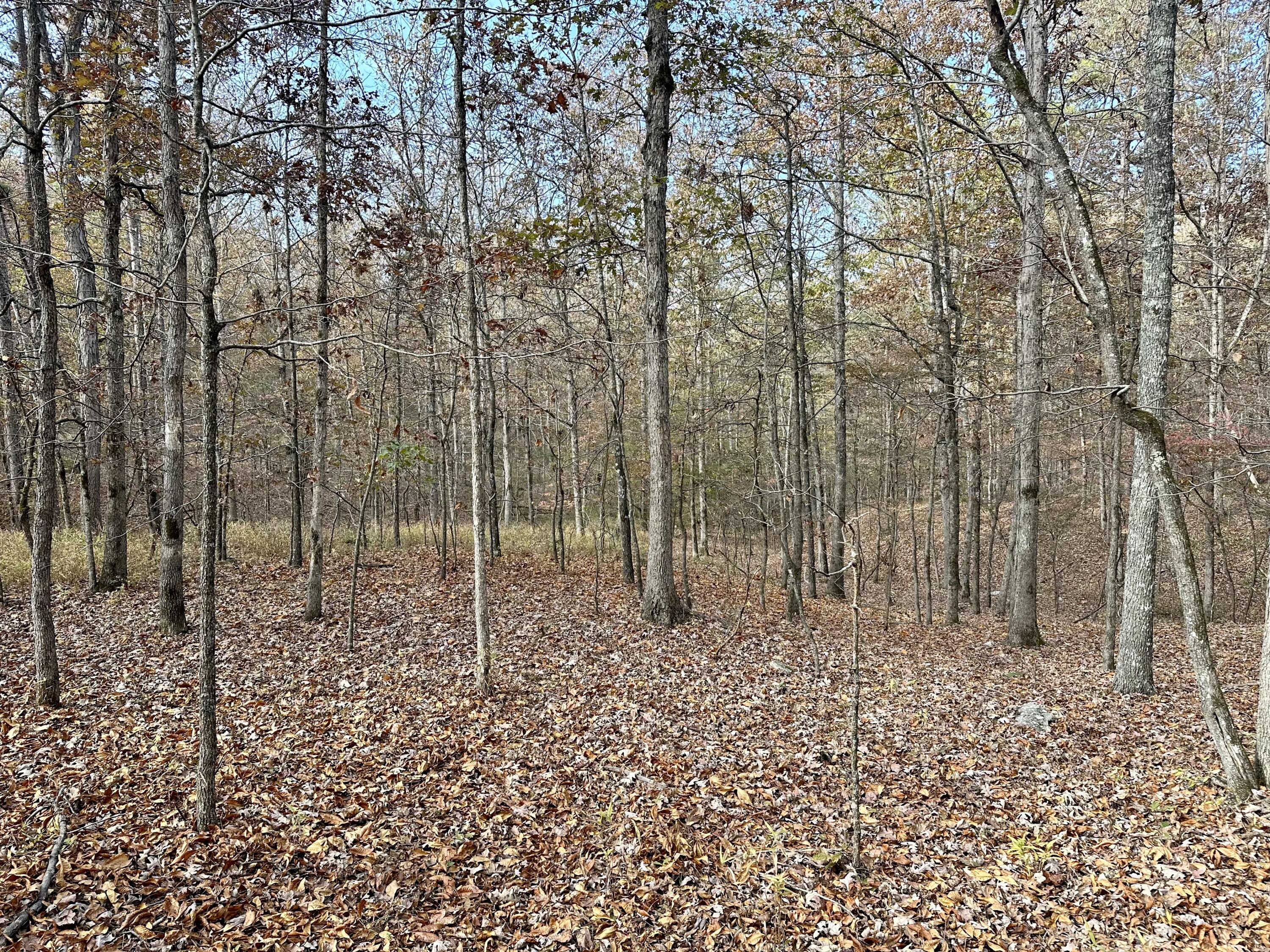 Photo 10 - Land for sale – 000  Route Z Highway   Van Buren, MO