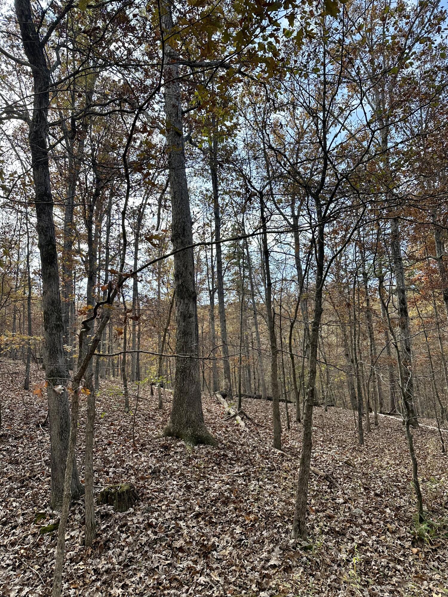 Photo 6 - Land for sale – 000  Route Z Highway   Van Buren, MO