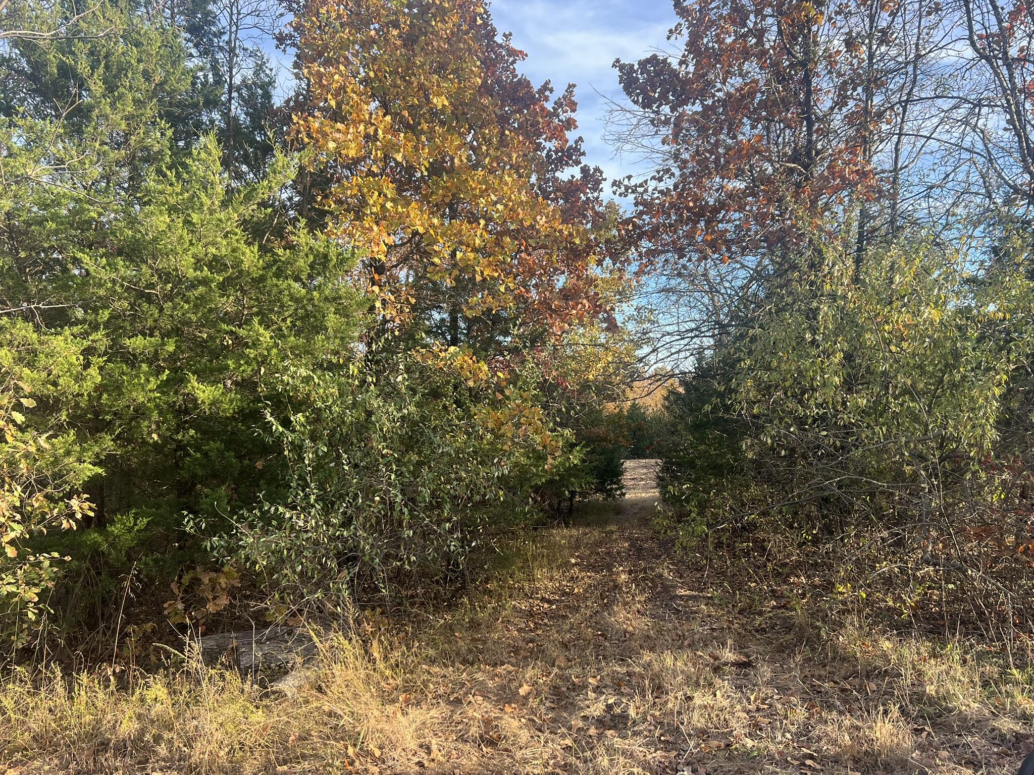 Photo 14 - Land for sale – 000  King Road  Mountain Grove, MO
