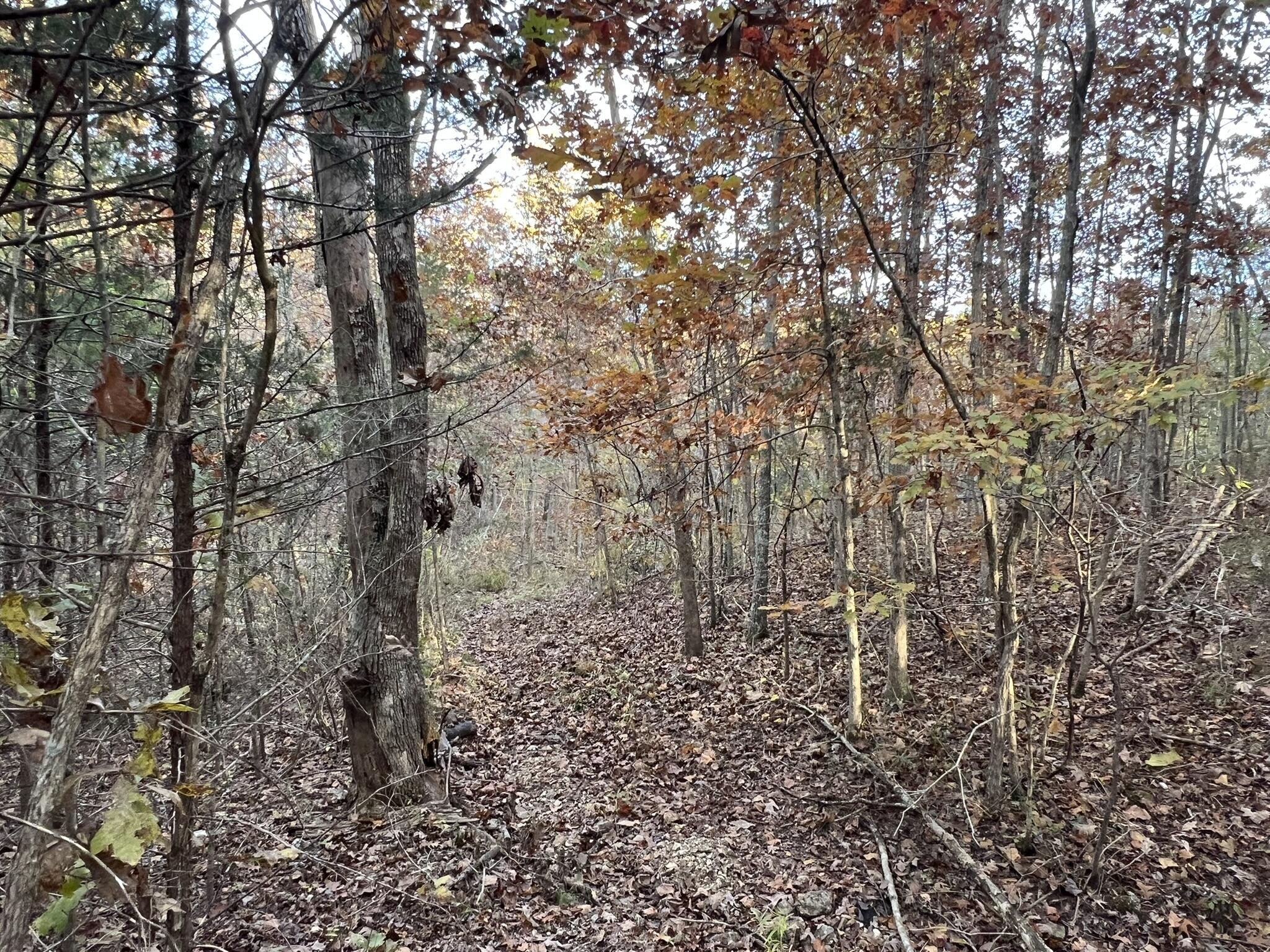 Photo 21 - Land for sale – 000  King Road  Mountain Grove, MO