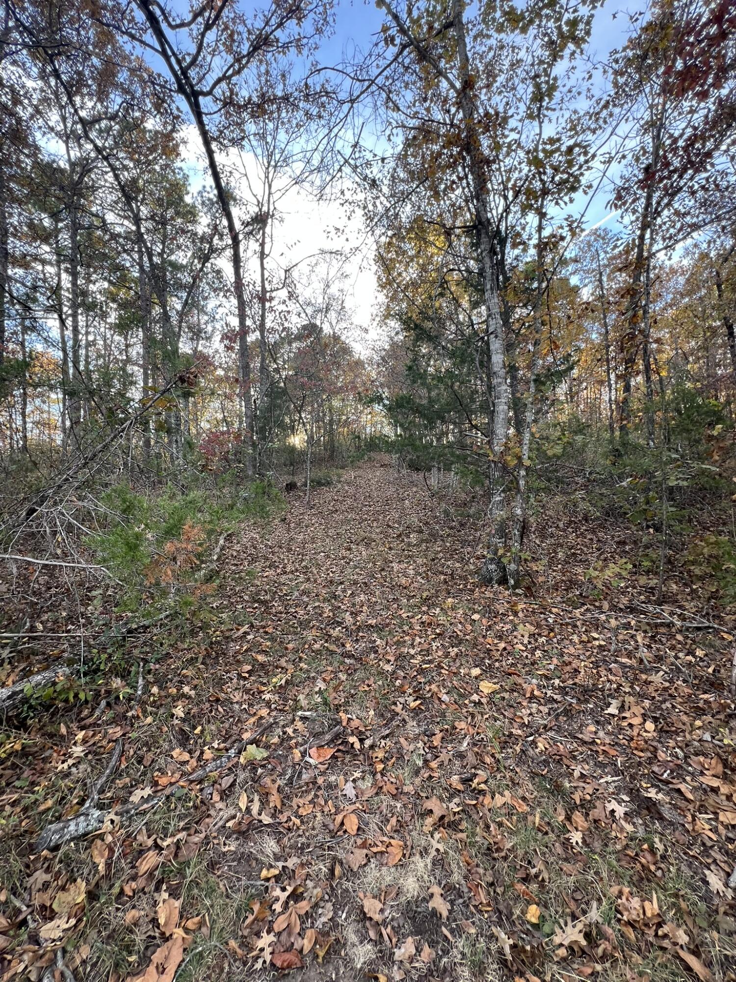 Photo 22 - Land for sale – 000  King Road  Mountain Grove, MO