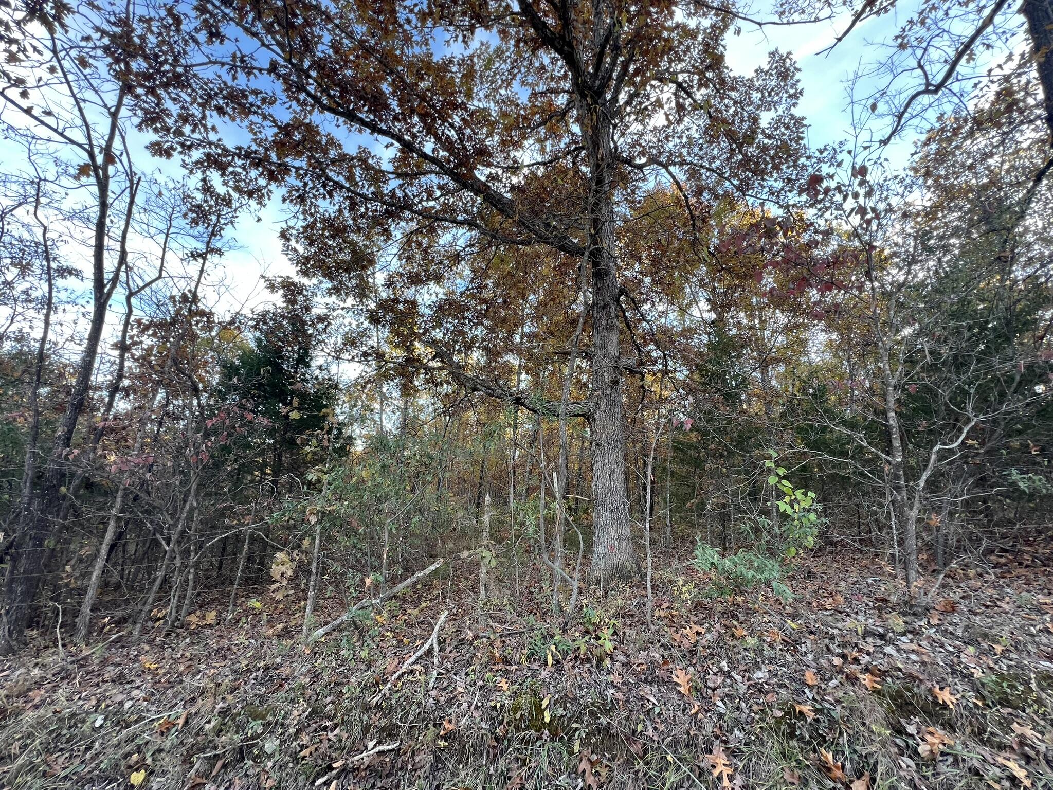 Photo 25 - Land for sale – 000  King Road  Mountain Grove, MO
