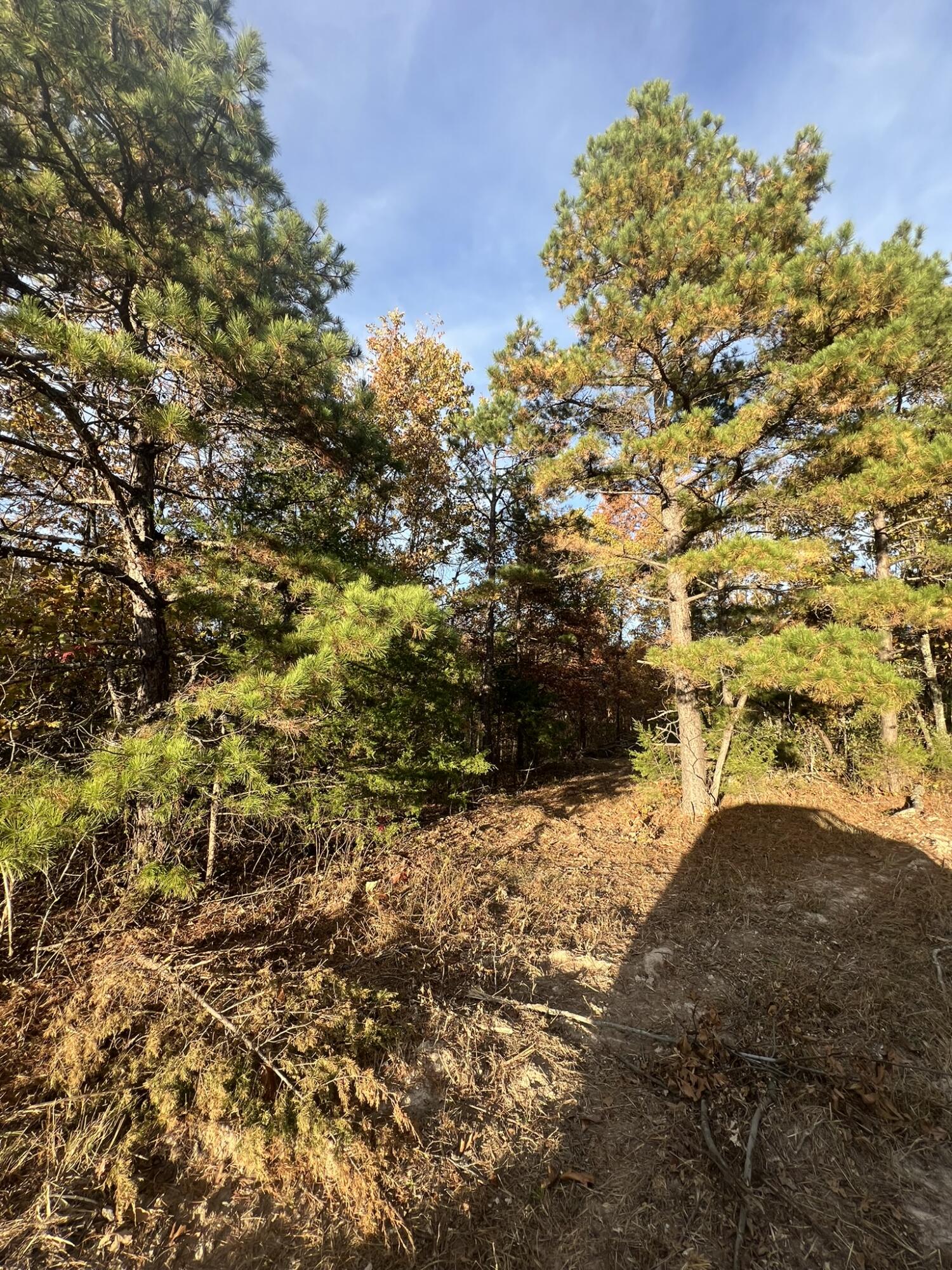 Photo 17 - Land for sale – 000  King Road  Mountain Grove, MO