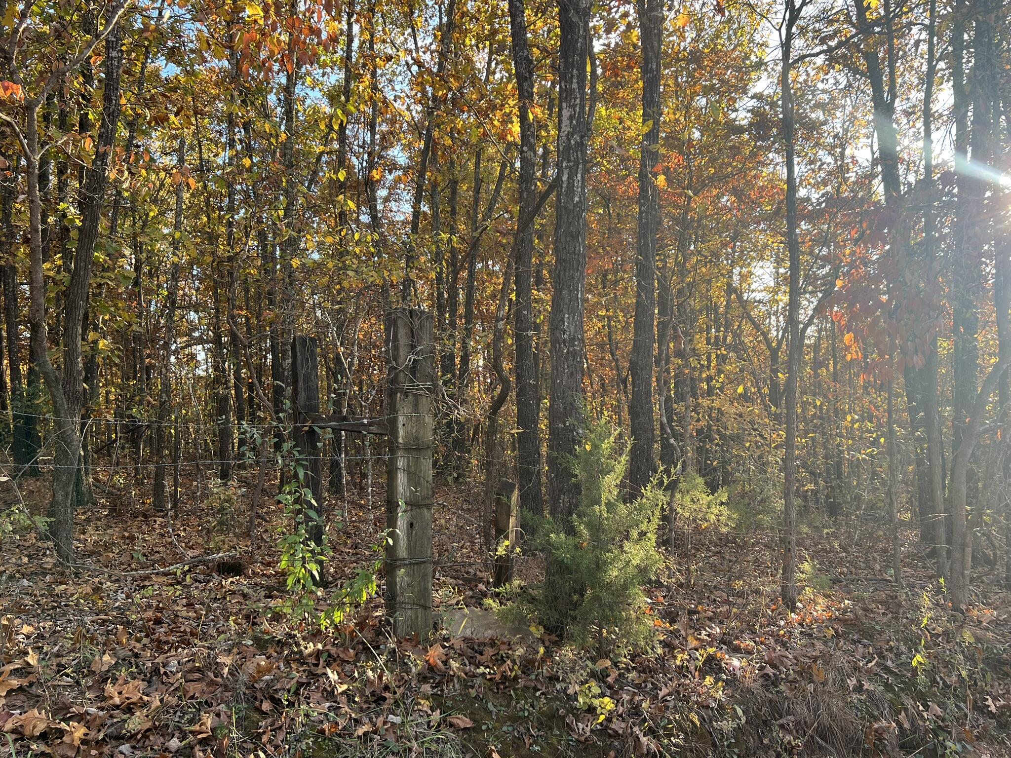Photo 5 - Land for sale – 000  King Road  Mountain Grove, MO
