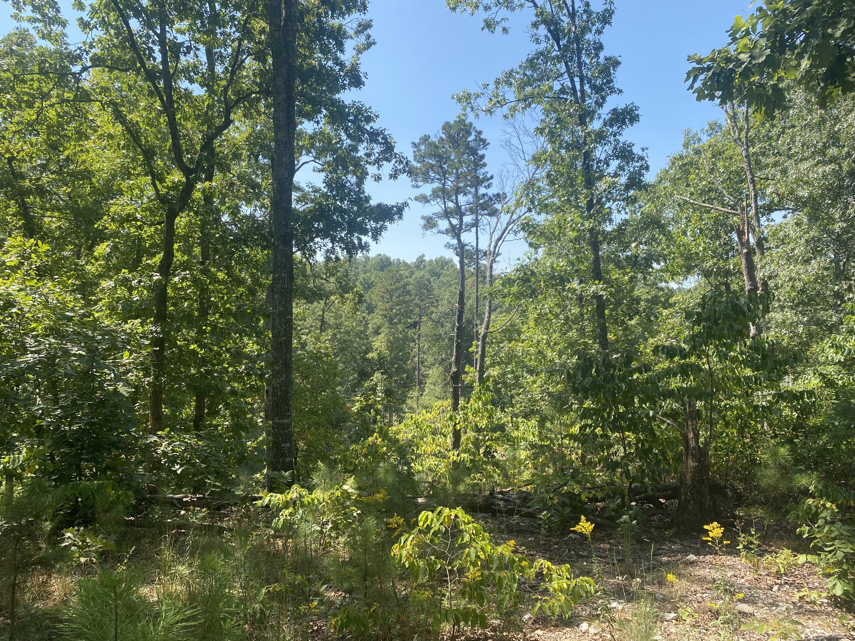 Photo 8 - Land for sale – 000  County Road 550   Ellington, MO