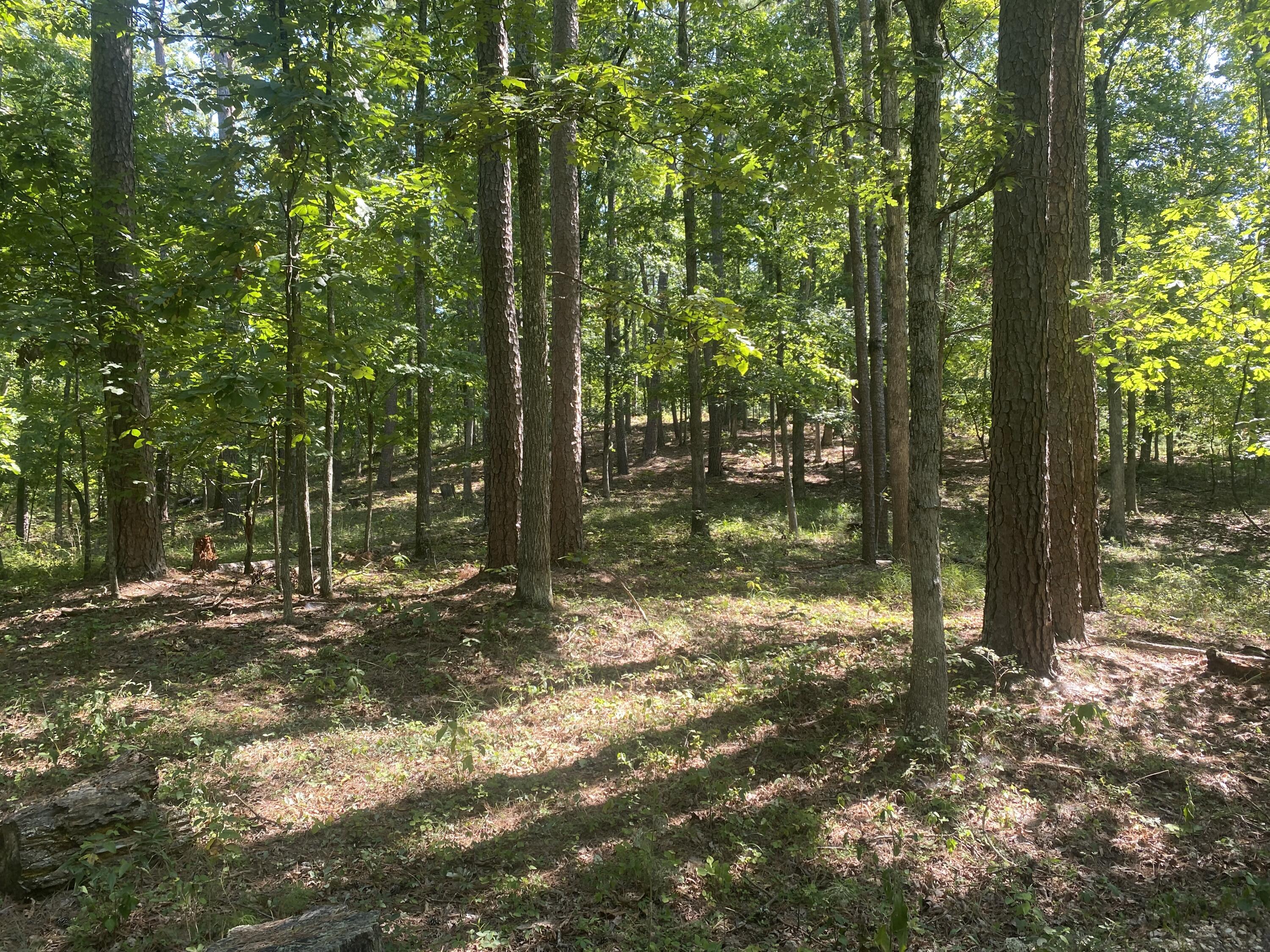 Photo 2 - Land for sale – 000  County Road 550   Ellington, MO