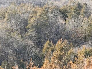Photo 5 - Land for sale – 000000  Ozark Scenic   Branson, MO