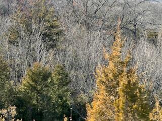 Photo 3 - Land for sale – 000000  Ozark Scenic   Branson, MO