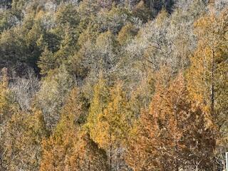 Photo 7 - Land for sale – 000000  Ozark Scenic   Branson, MO