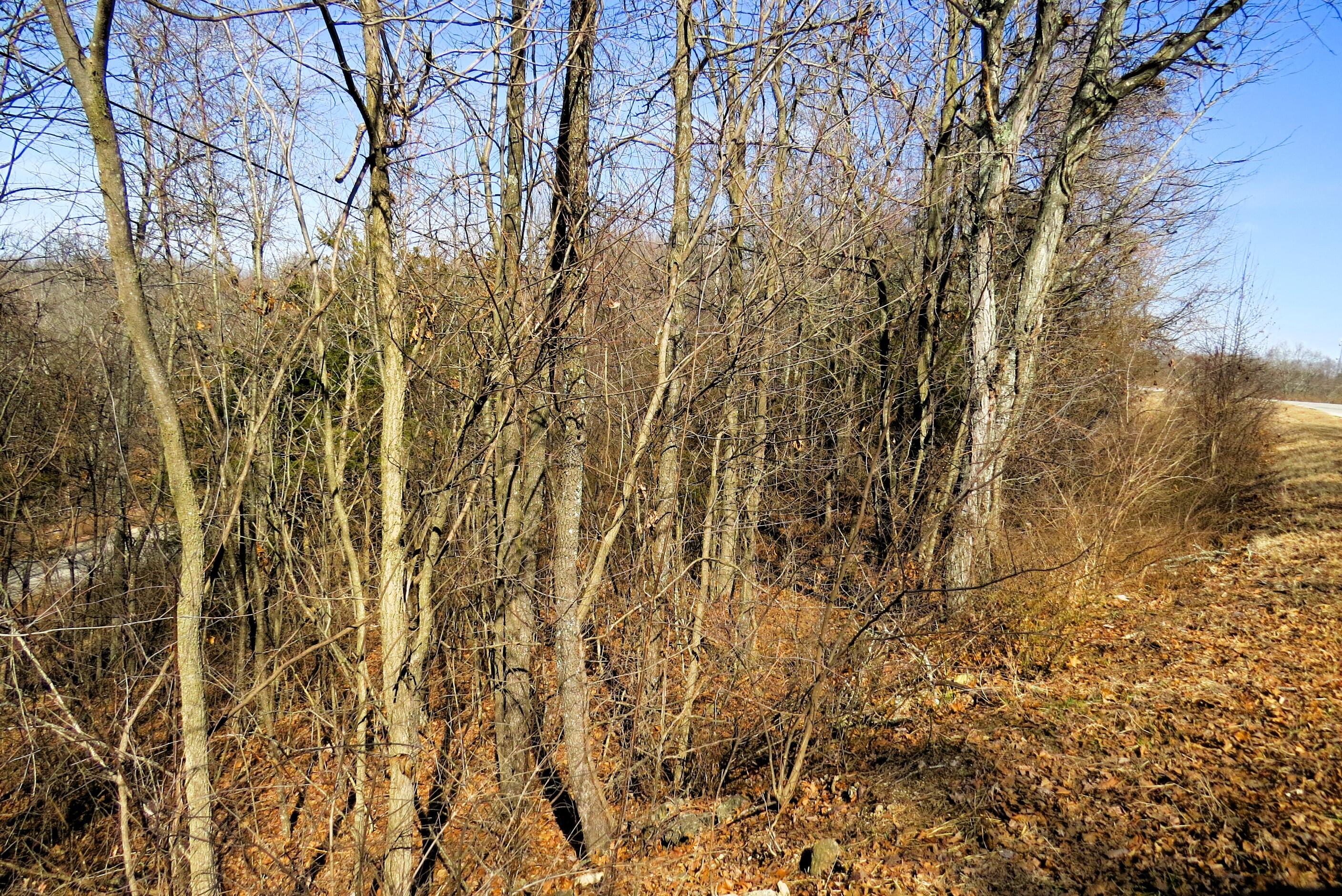 Photo 4 - Land for sale – Lot 273a  Hill Haven Road  Hollister, MO