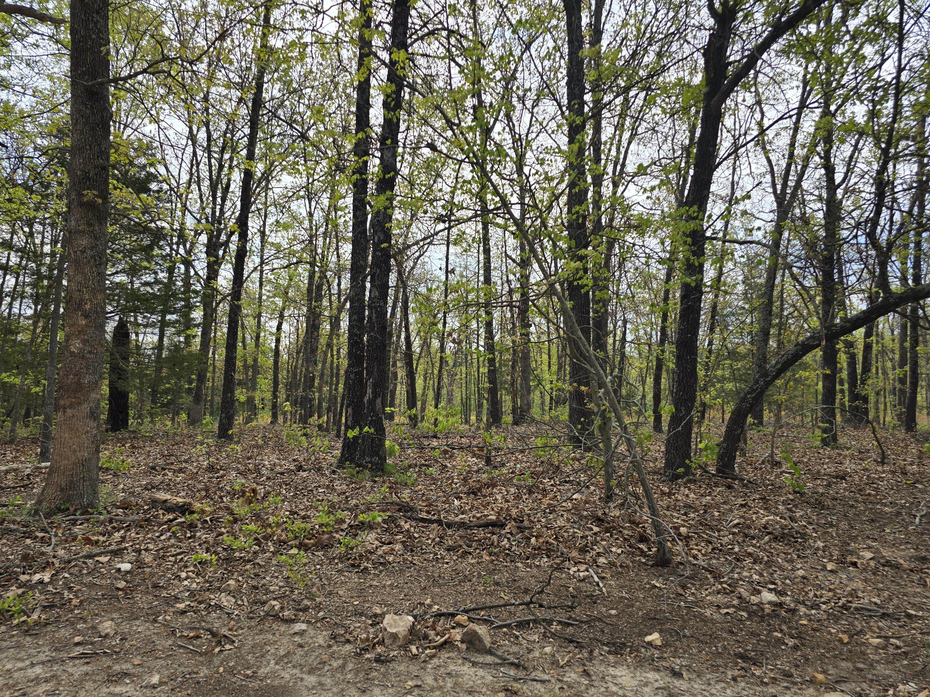 Photo 17 - Land for sale – Tract L  Greatview Lane  Lebanon, MO