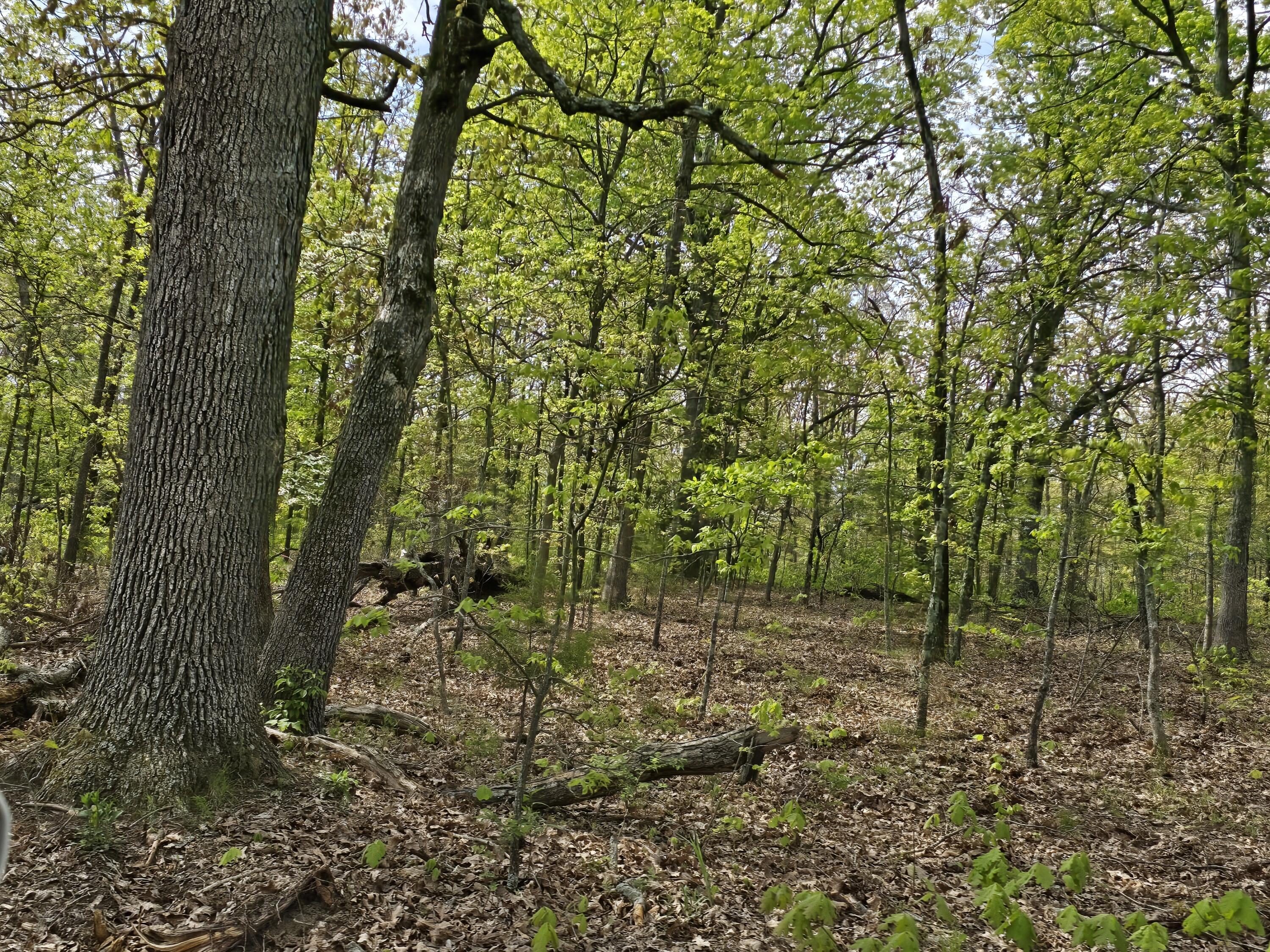 Photo 13 - Land for sale – Tract L  Greatview Lane  Lebanon, MO