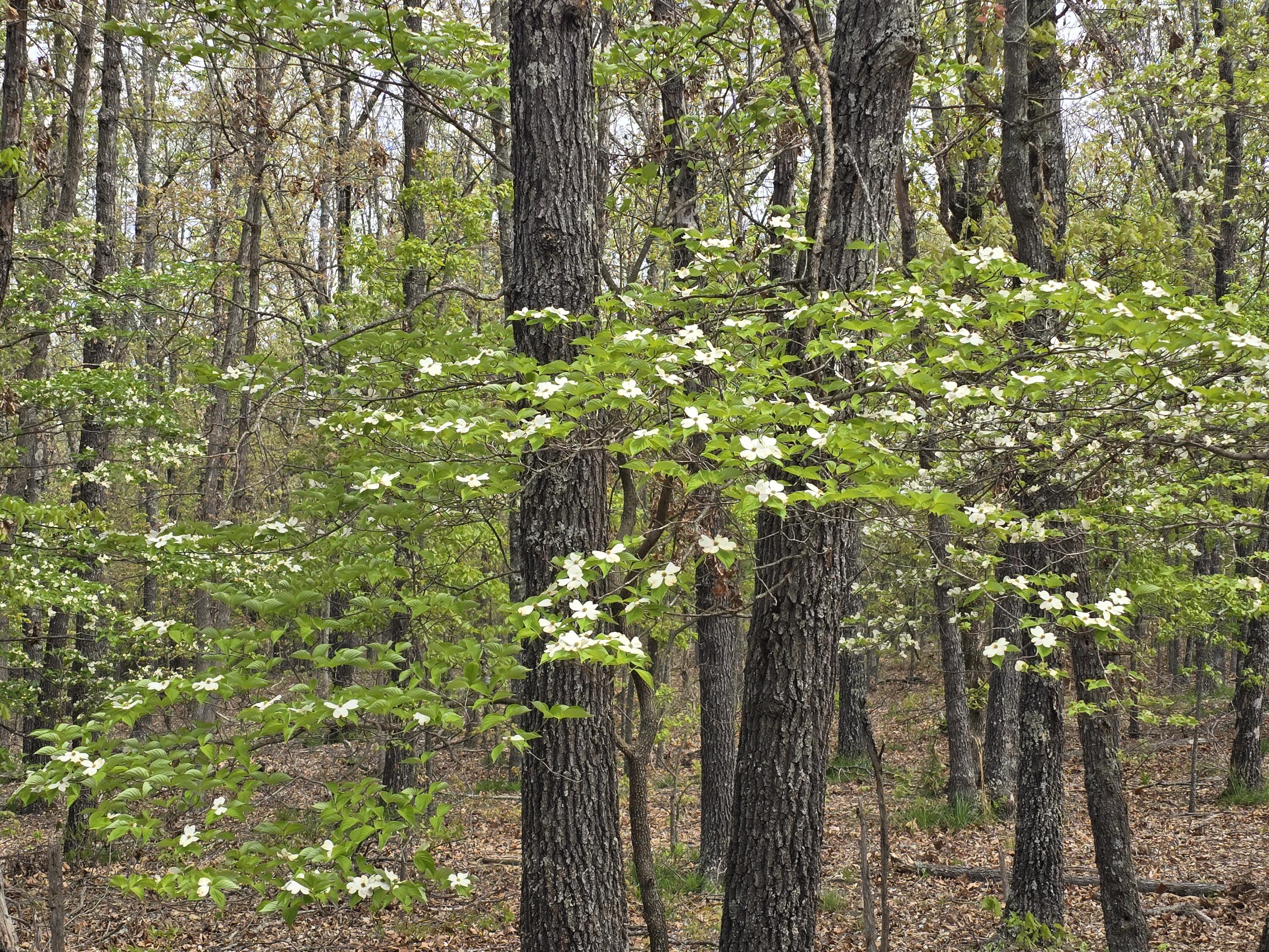 Photo 16 - Land for sale – Tract L  Greatview Lane  Lebanon, MO