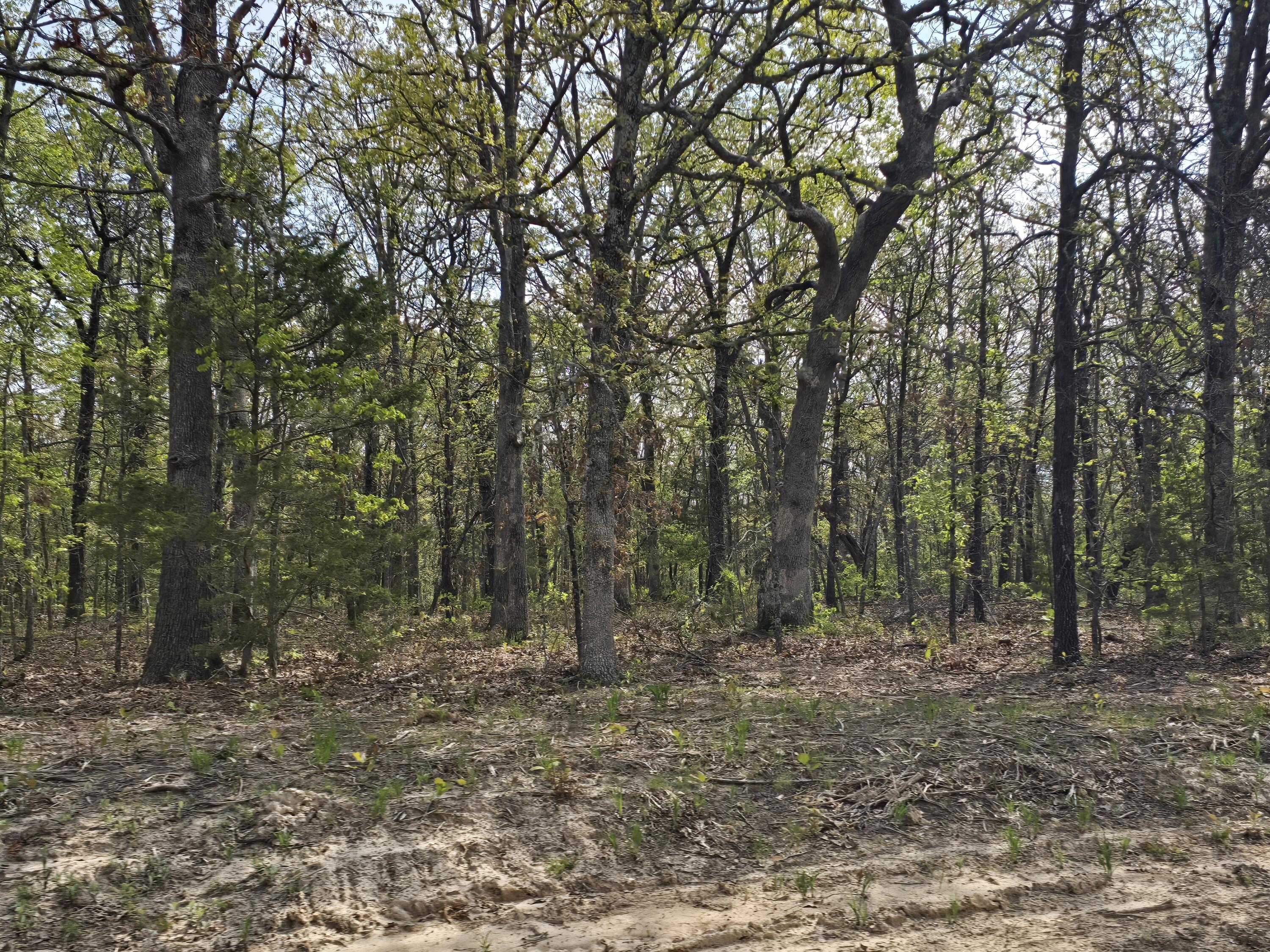 Photo 6 - Land for sale – Tract L  Greatview Lane  Lebanon, MO