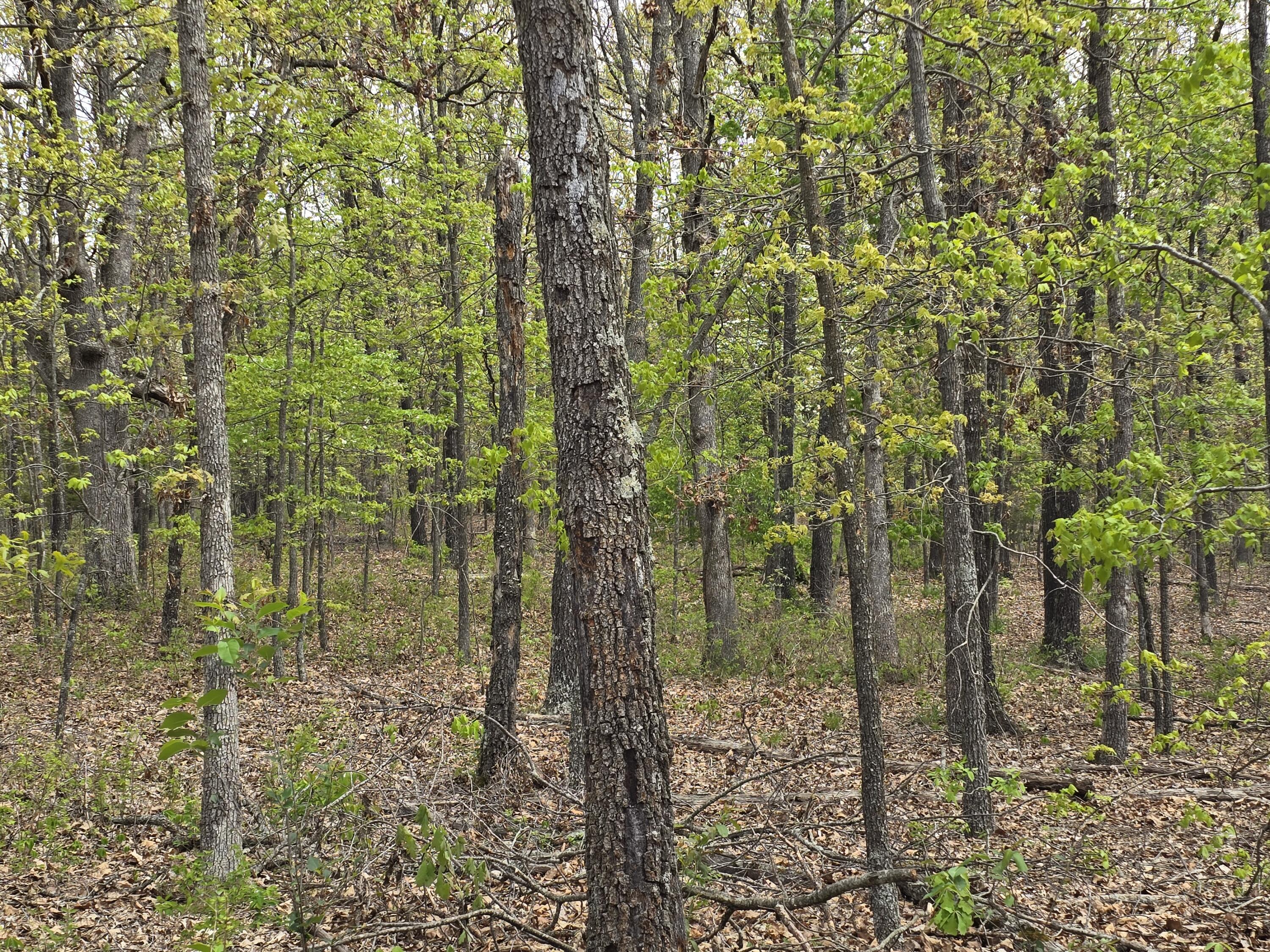 Photo 19 - Land for sale – Tract Q  Galaxy Lane Lane  Lebanon, MO