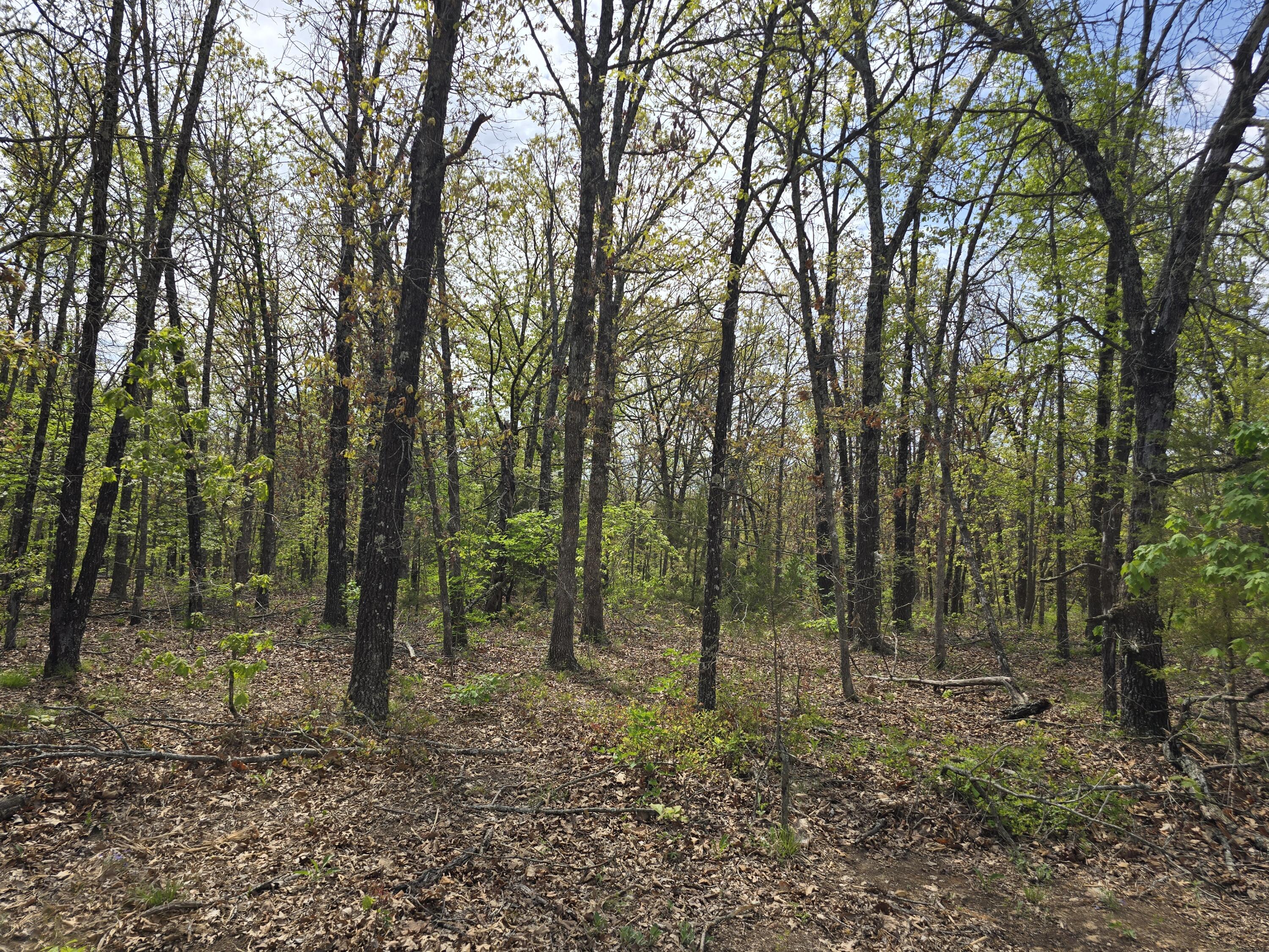 Photo 20 - Land for sale – Tract M  Greatview Lane  Lebanon, MO